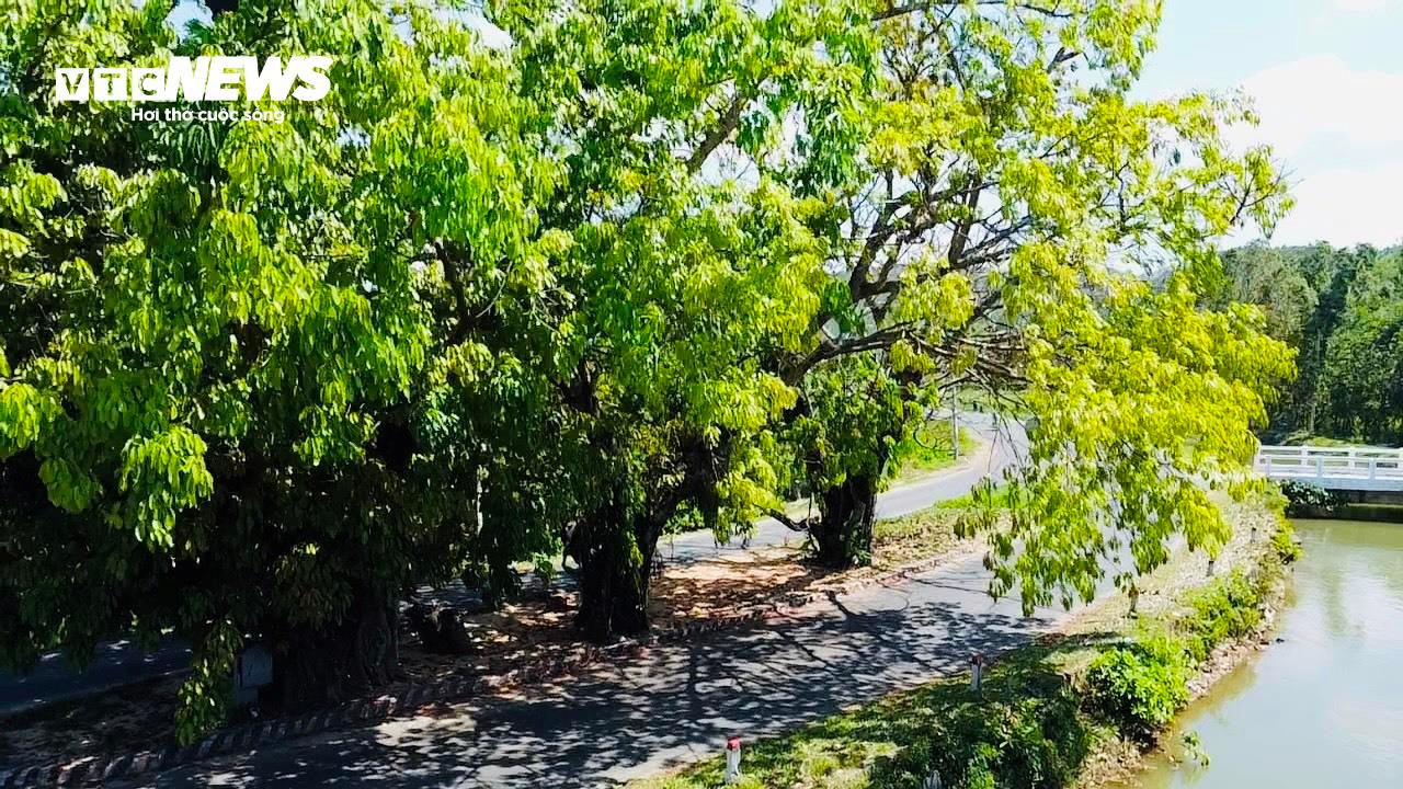 Bí ẩn 3 cây sộp trăm tuổi nằm giữa quốc lộ 25 qua tỉnh Phú Yên - 6