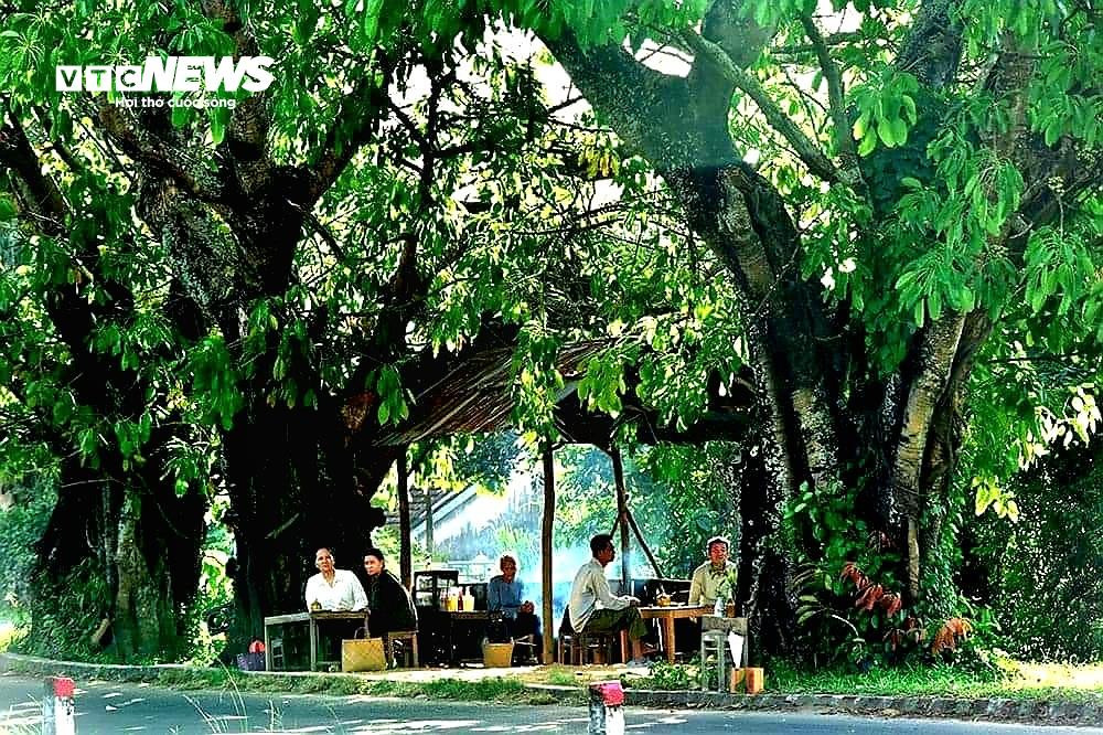 Bí ẩn 3 cây sộp trăm tuổi nằm giữa quốc lộ 25 qua tỉnh Phú Yên - 7