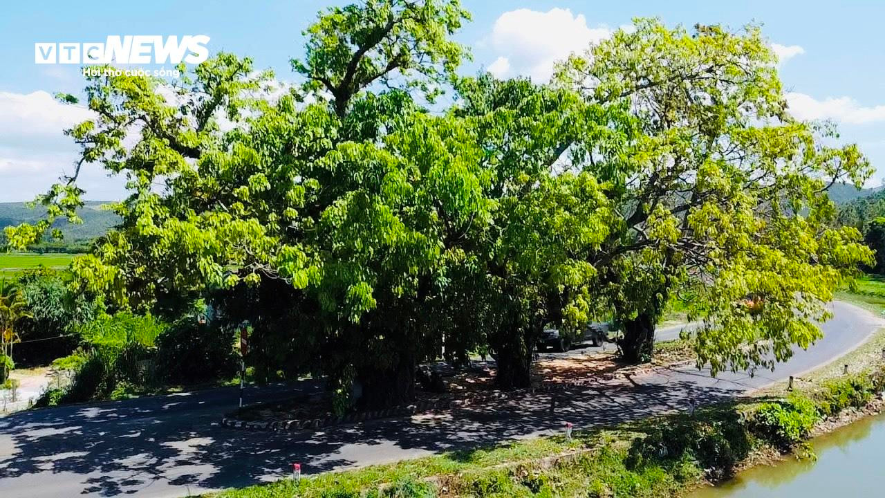 Bí ẩn 3 cây sộp trăm tuổi nằm giữa quốc lộ 25 qua tỉnh Phú Yên - 8