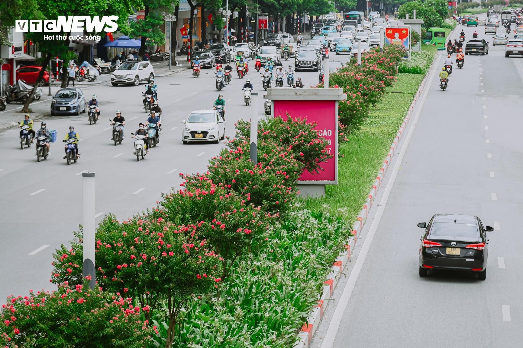 Hà Nội mùa hoa tường vi bung nở - 10