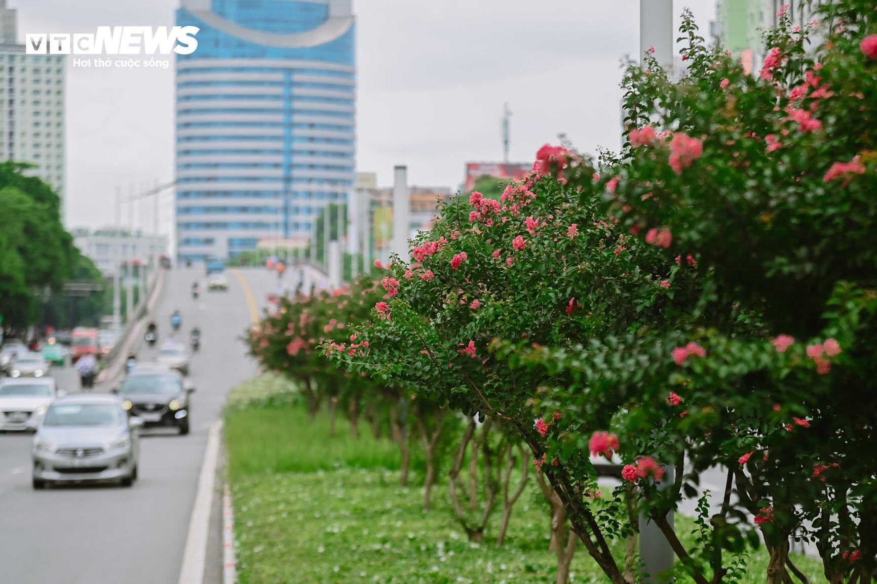 Hà Nội mùa hoa tường vi bung nở - 11
