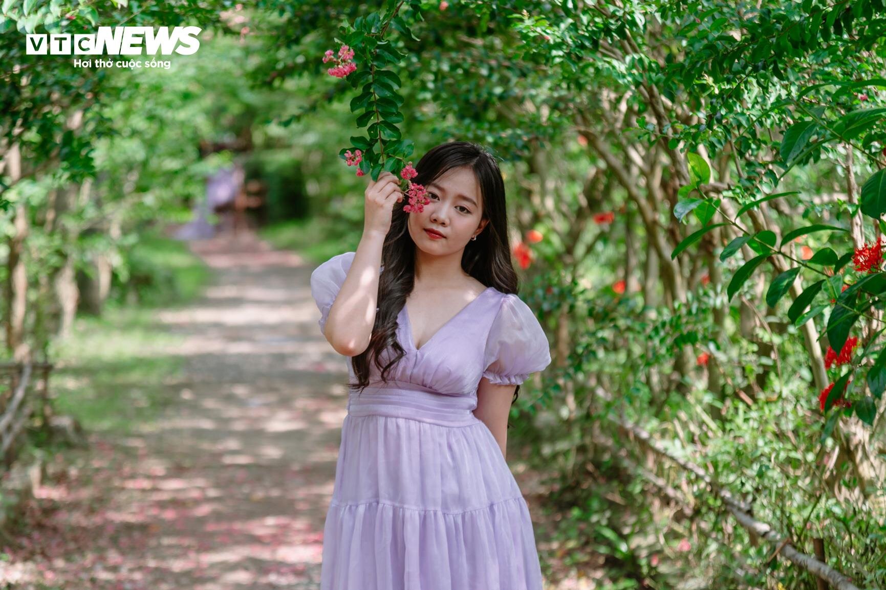 Hà Nội mùa hoa tường vi bung nở - 7