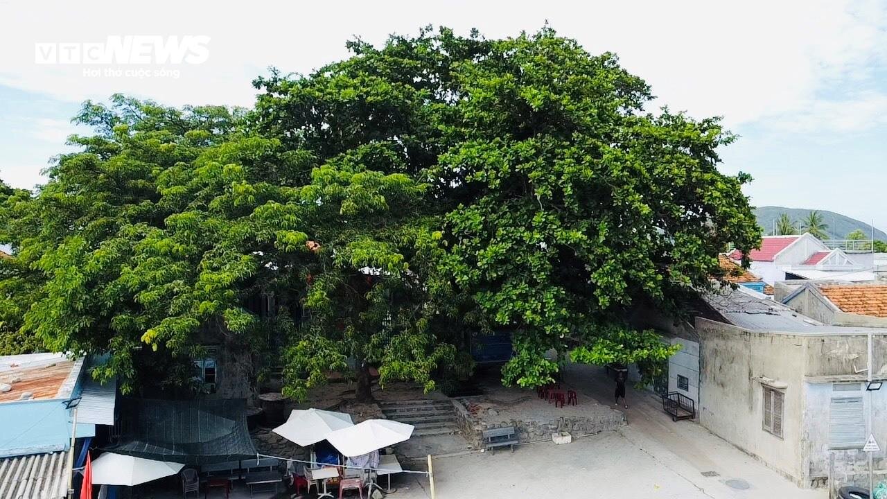 Cận cảnh cây di sản Việt Nam 150 tuổi trên hòn đảo xa nhất ở Nha Trang - 8