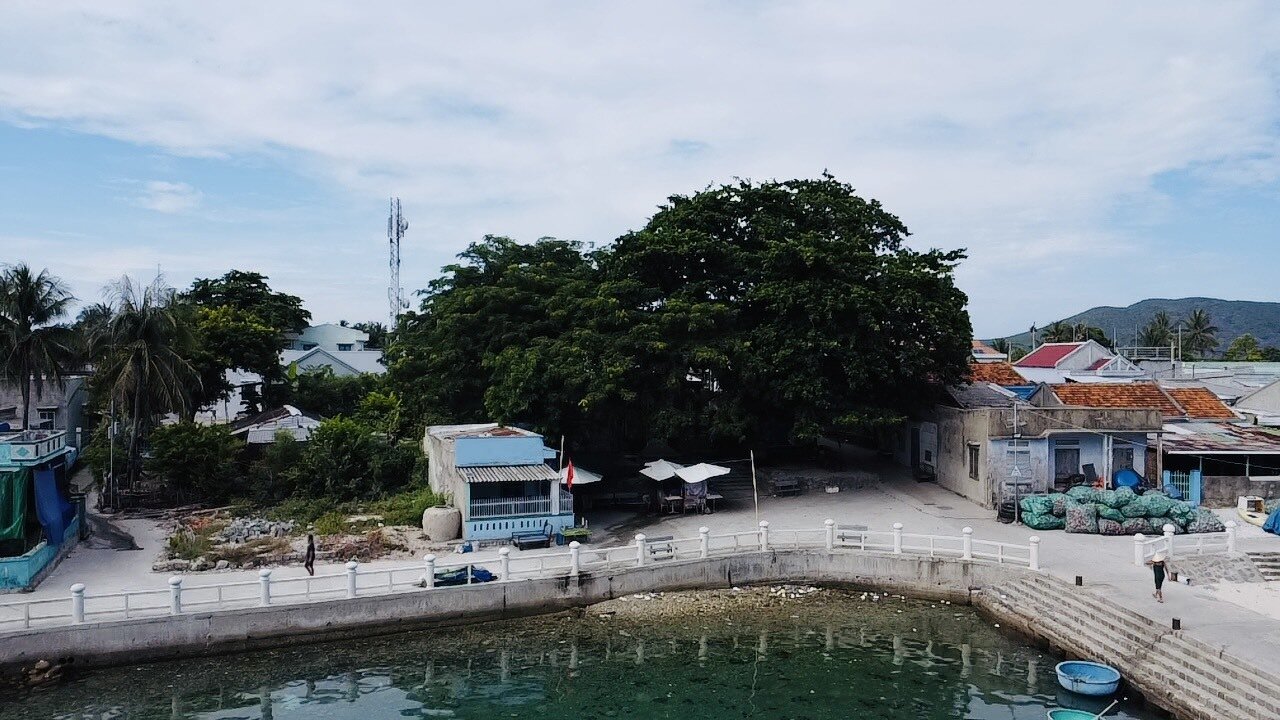 Cận cảnh cây di sản Việt Nam 150 tuổi trên hòn đảo xa nhất ở Nha Trang - 1
