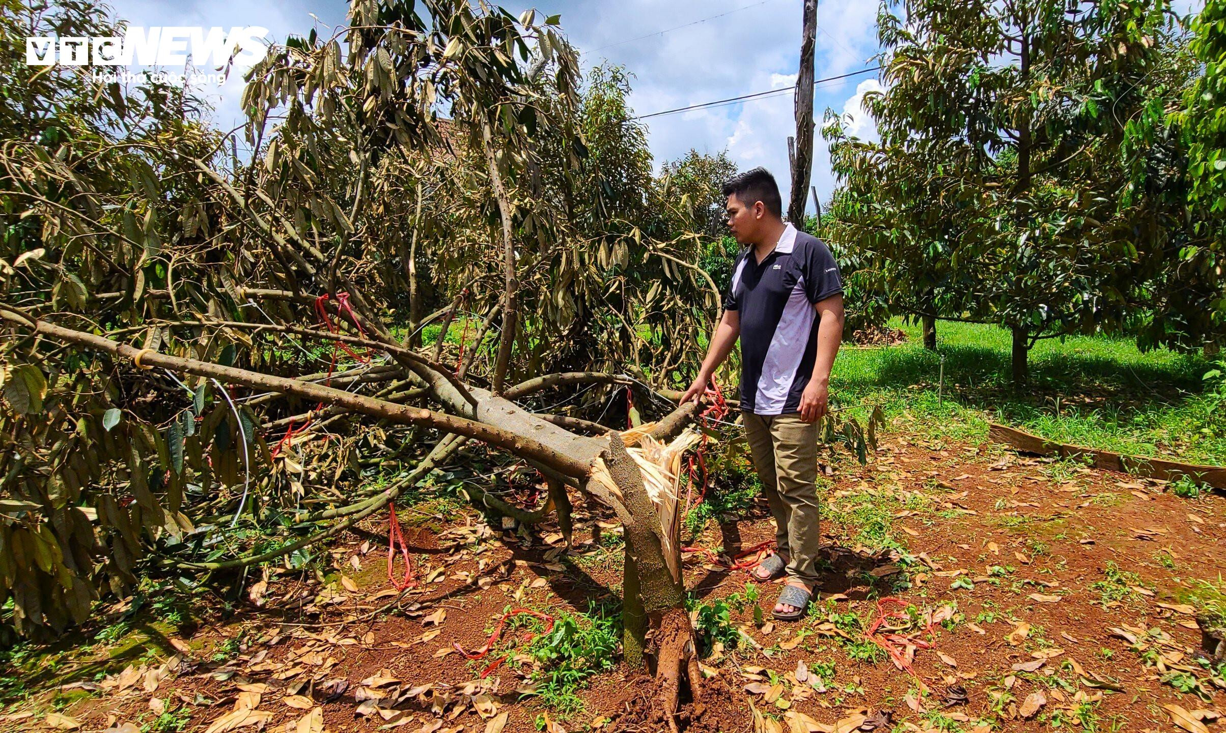 Sầu riêng bật gốc sau giông lốc, người trồng ở Đắk Lắk thiệt hại nặng nề - 9