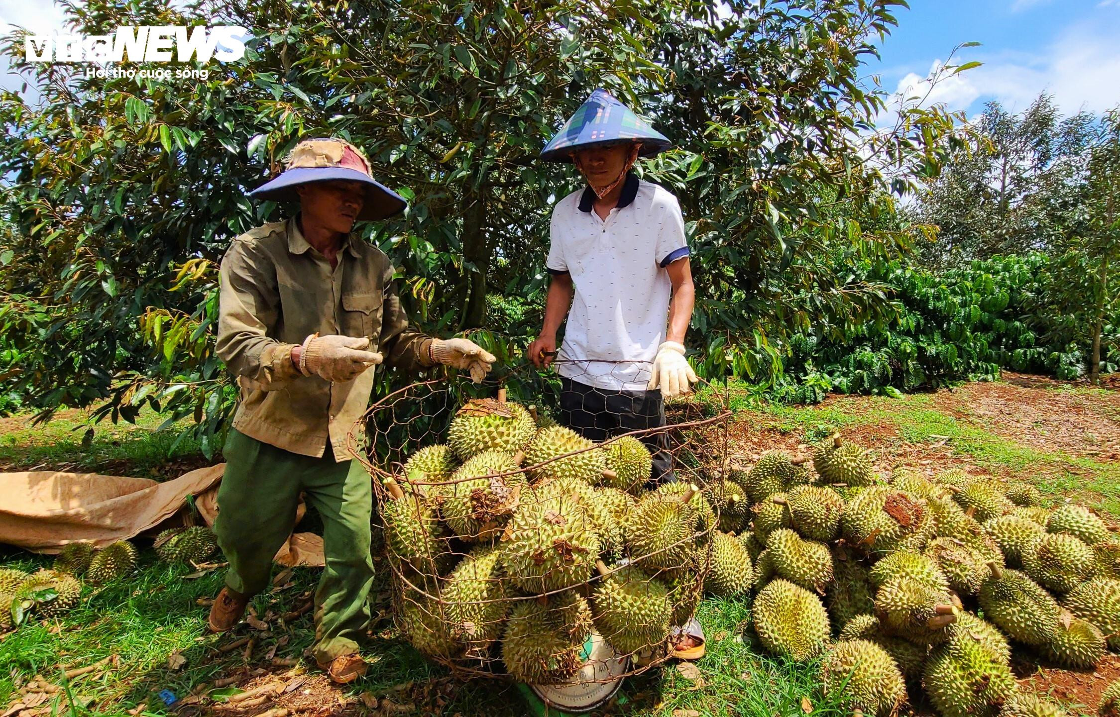 Sầu riêng bật gốc sau giông lốc, người trồng ở Đắk Lắk thiệt hại nặng nề - 10