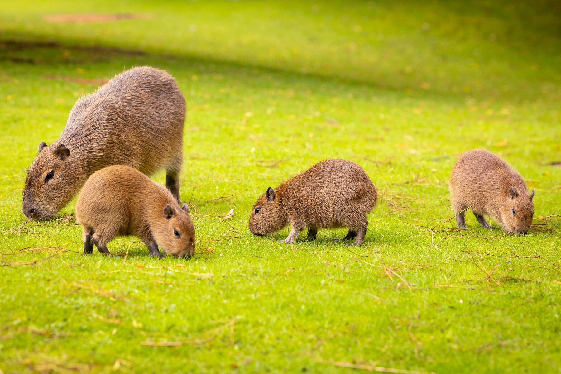 Vì sao chuột Capybara được giới trẻ Việt săn lùng, mê điên đảo? - 1