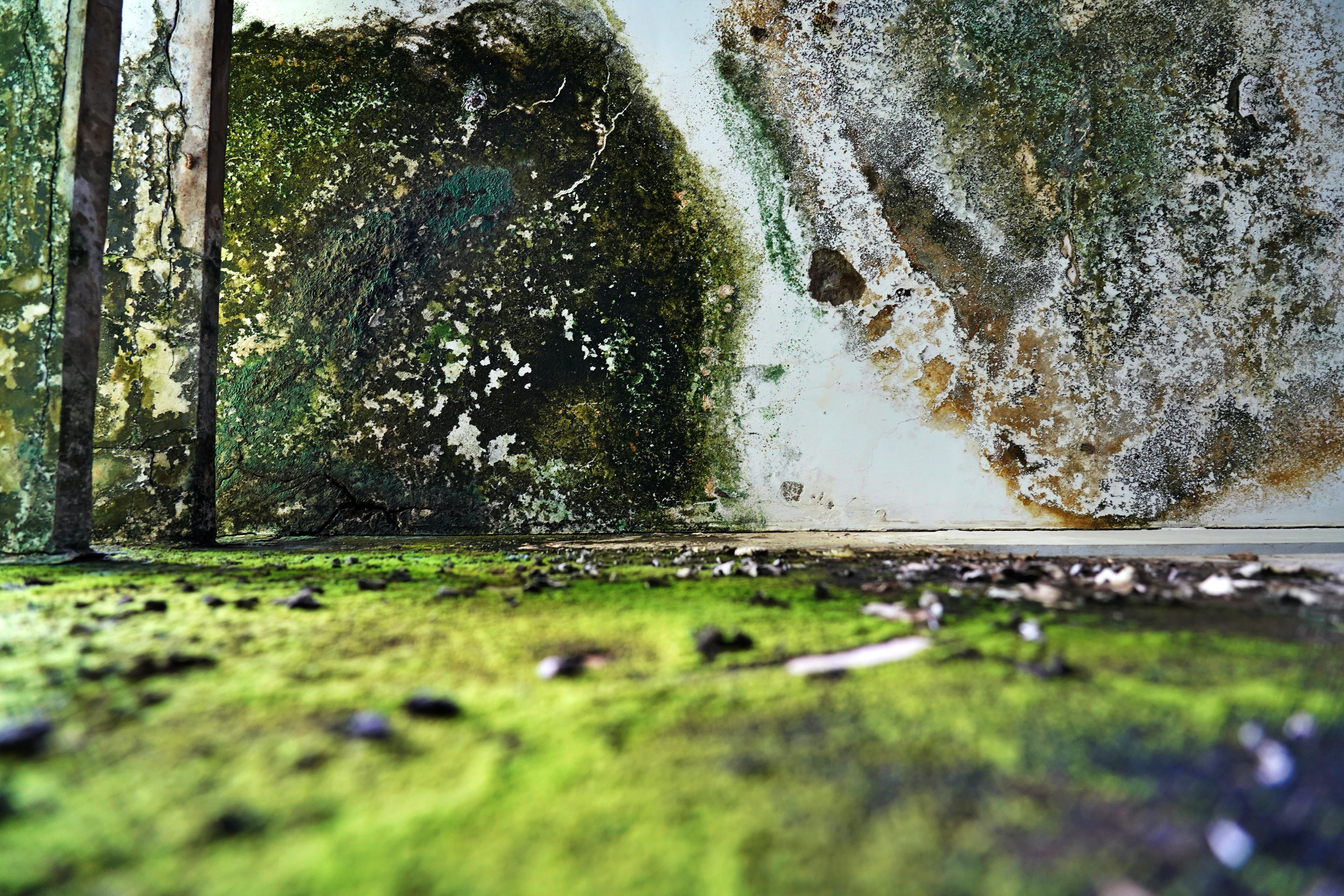 Cảnh u ám của trường học bị bỏ hoang gần 15 năm ở TP.HCM - 9