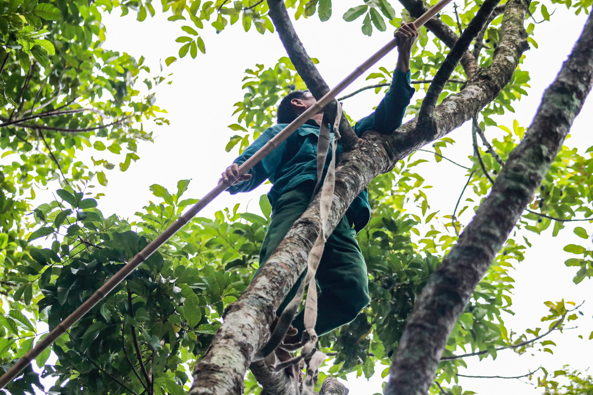 Loại quả ví như ‘vàng đen’ ở Hà Tĩnh mất mùa chưa từng có - 8