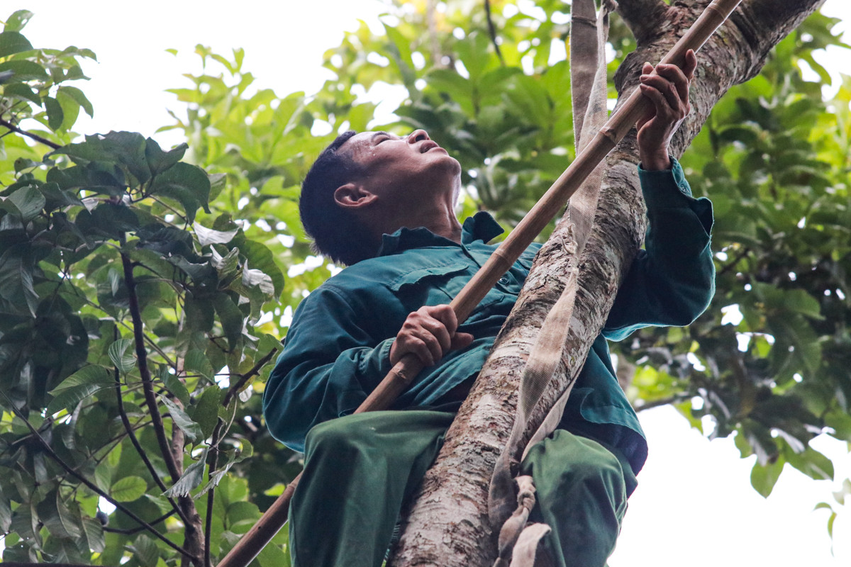 Loại quả ví như ‘vàng đen’ ở Hà Tĩnh mất mùa chưa từng có - 9