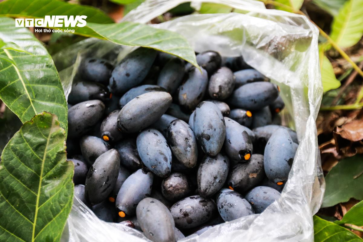 Loại quả ví như ‘vàng đen’ ở Hà Tĩnh mất mùa chưa từng có - 10