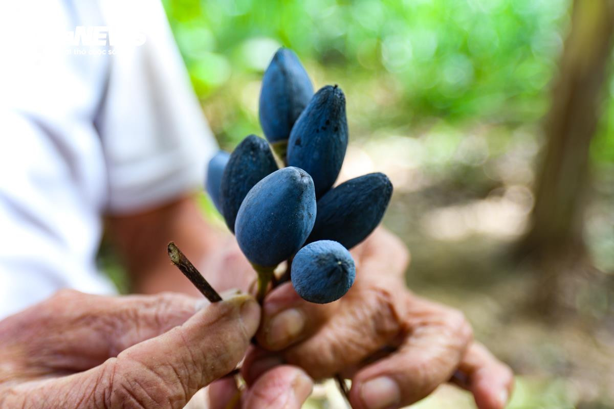 Loại quả ví như ‘vàng đen’ ở Hà Tĩnh mất mùa chưa từng có - 12