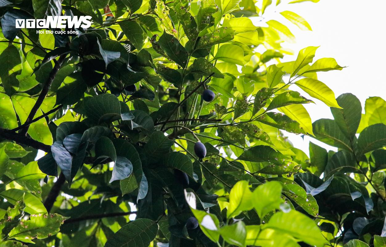 Loại quả ví như ‘vàng đen’ ở Hà Tĩnh mất mùa chưa từng có - 13