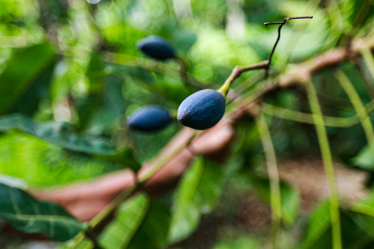 Loại quả ví như ‘vàng đen’ ở Hà Tĩnh mất mùa chưa từng có - 3