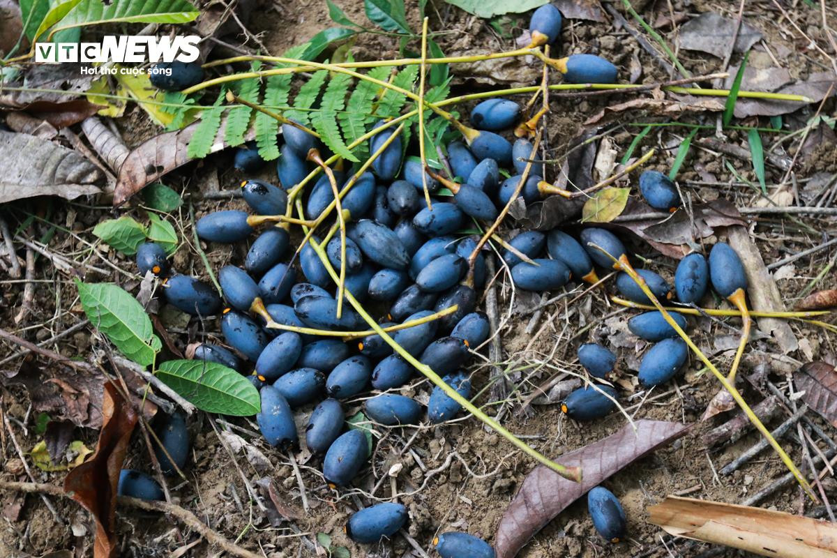 Loại quả ví như ‘vàng đen’ ở Hà Tĩnh mất mùa chưa từng có - 6
