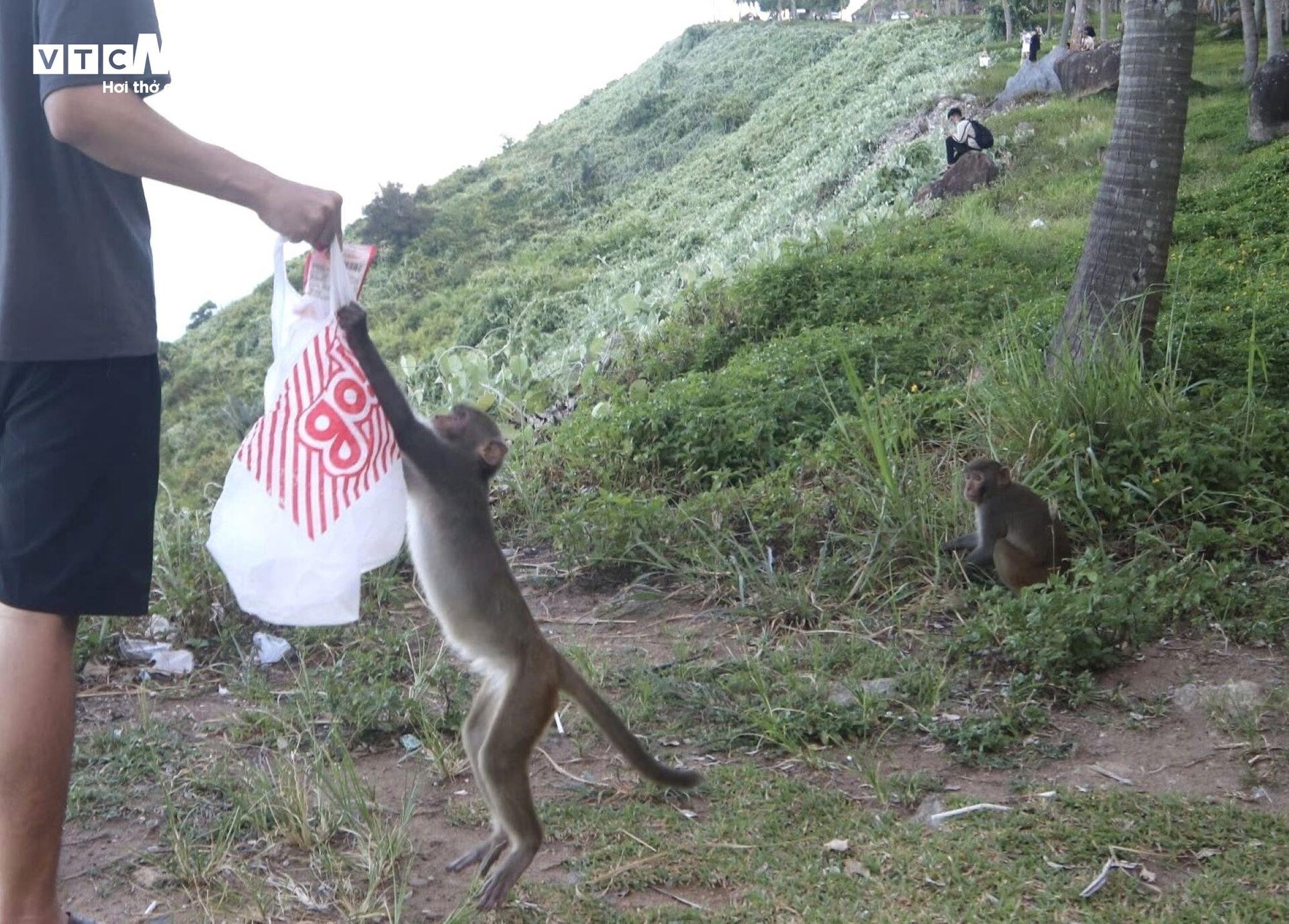 Đàn khỉ trên núi Sơn Trà tràn xuống đường giật đồ ăn, tấn công du khách - 2