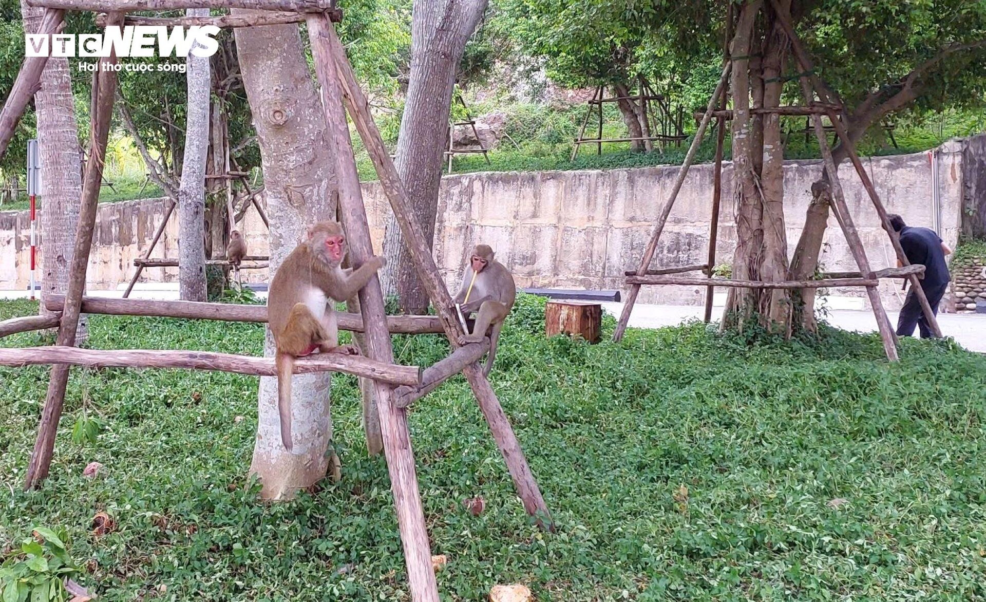 Đàn khỉ trên núi Sơn Trà tràn xuống đường giật đồ ăn, tấn công du khách - 5