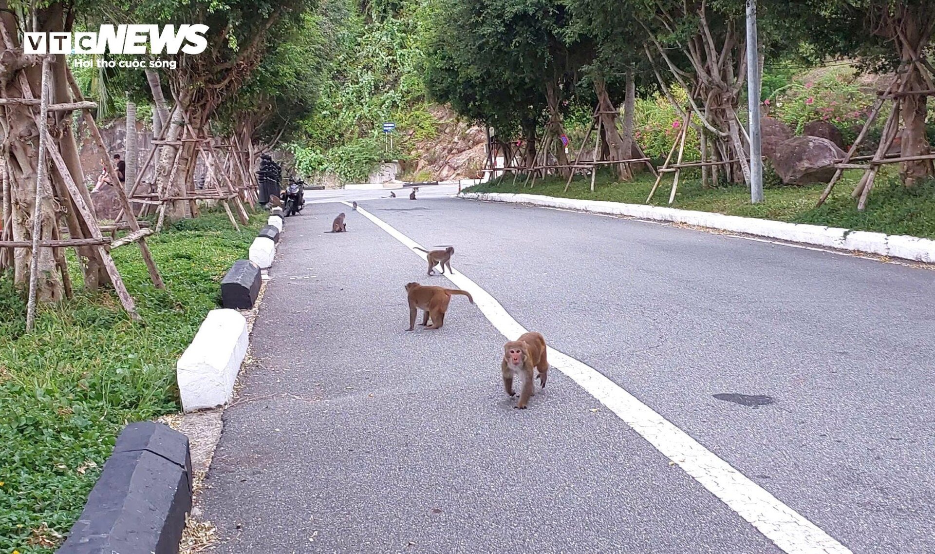 Đàn khỉ trên núi Sơn Trà tràn xuống đường giật đồ ăn, tấn công du khách - 7