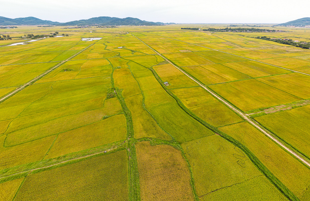 Mùa vàng trên những cánh đồng lúa đẹp như tranh vẽ ở Hà Tĩnh - 4