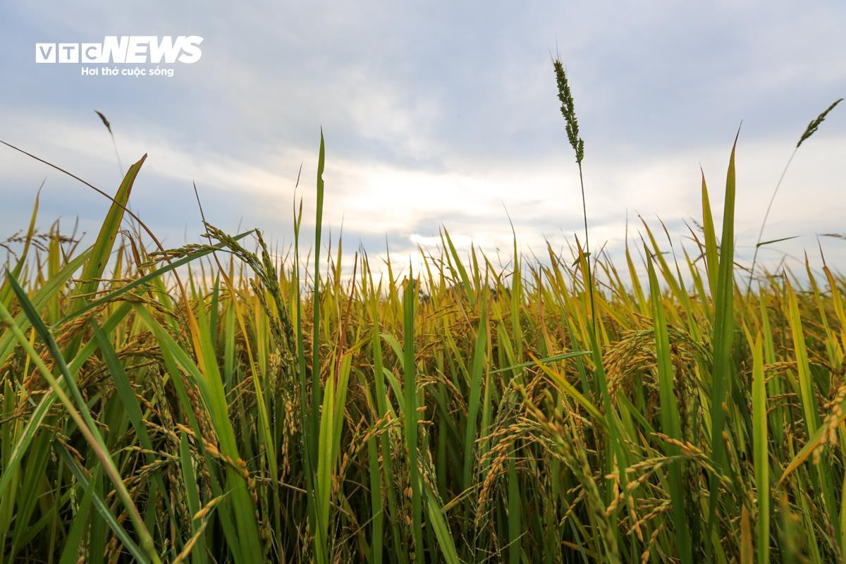 Mùa vàng trên những cánh đồng lúa đẹp như tranh vẽ ở Hà Tĩnh - 6