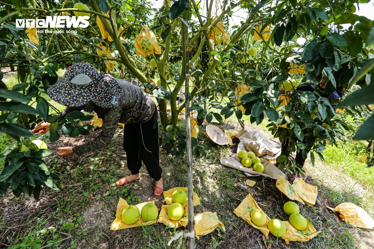 Thủ phủ bưởi Phúc Trạch vào vụ, nông dân phấn khởi đếm quả thu tiền- Ảnh 14.