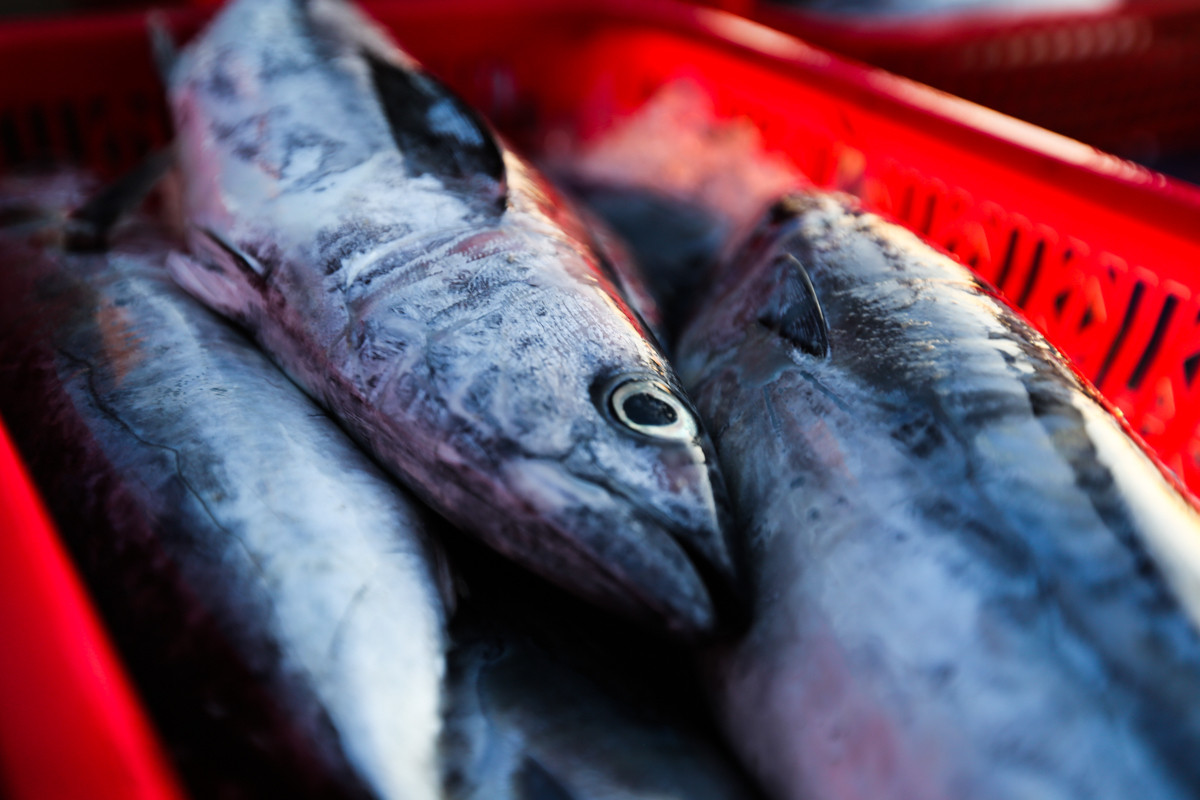 Nhộn nhịp chợ cá Cồn Gò bên làng chài 600 năm tuổi ở Hà Tĩnh - 13