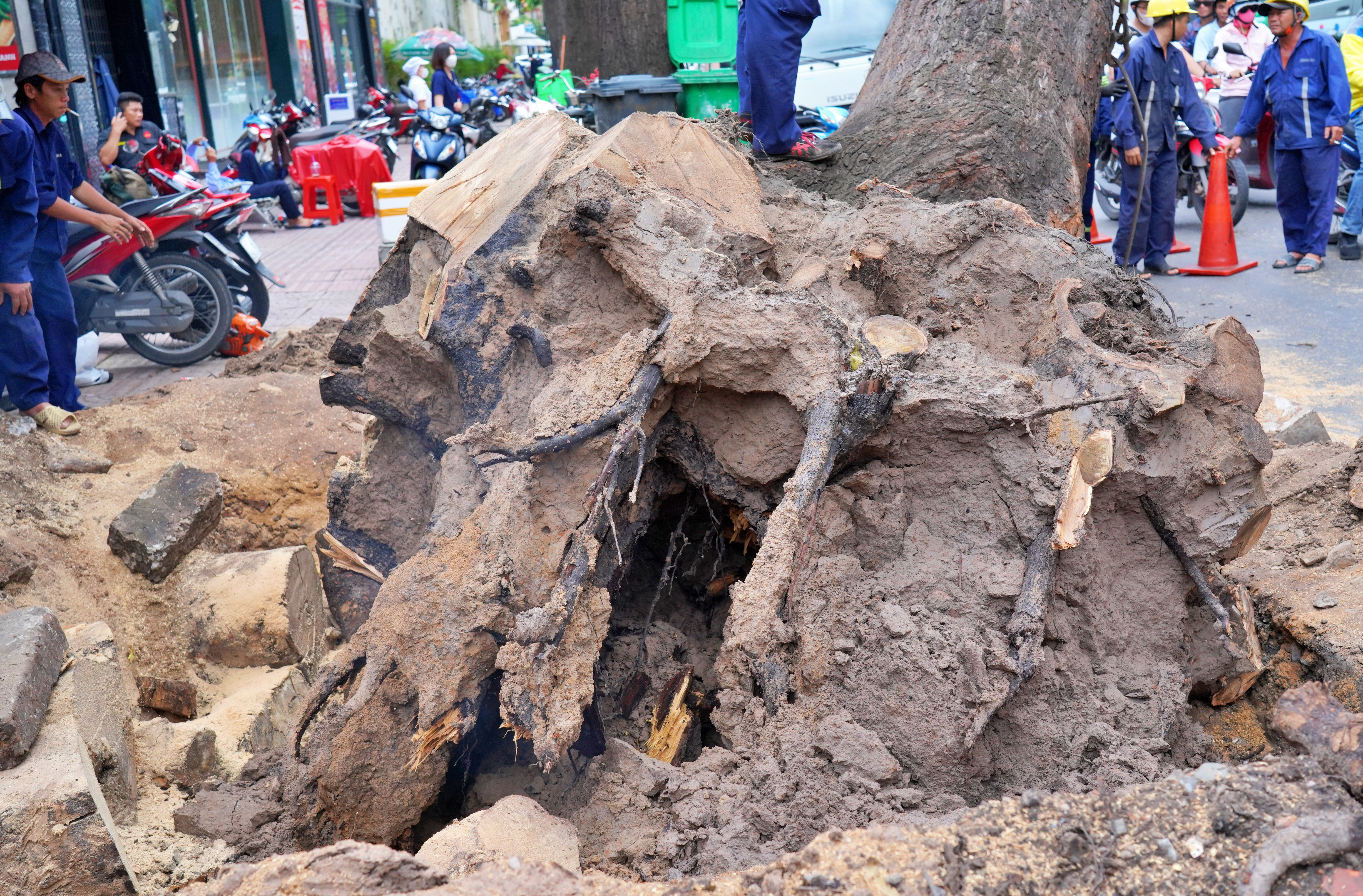 Đốn hạ, cắt tỉa loạt cây cổ thụ có dấu hiệu mục ruỗng ở trung tâm TP.HCM - 3