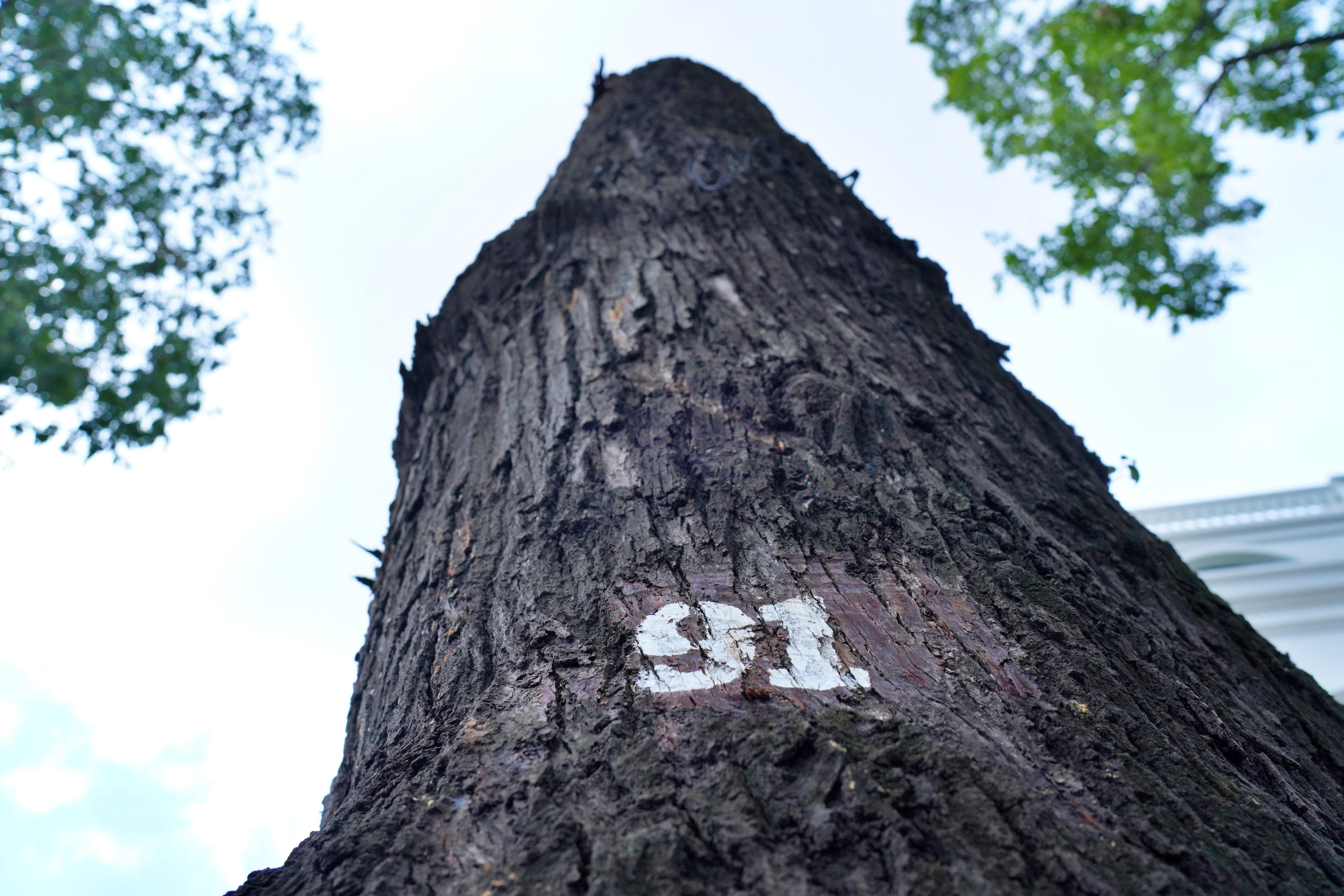 Đốn hạ, cắt tỉa loạt cây cổ thụ có dấu hiệu mục ruỗng ở trung tâm TP.HCM - 4