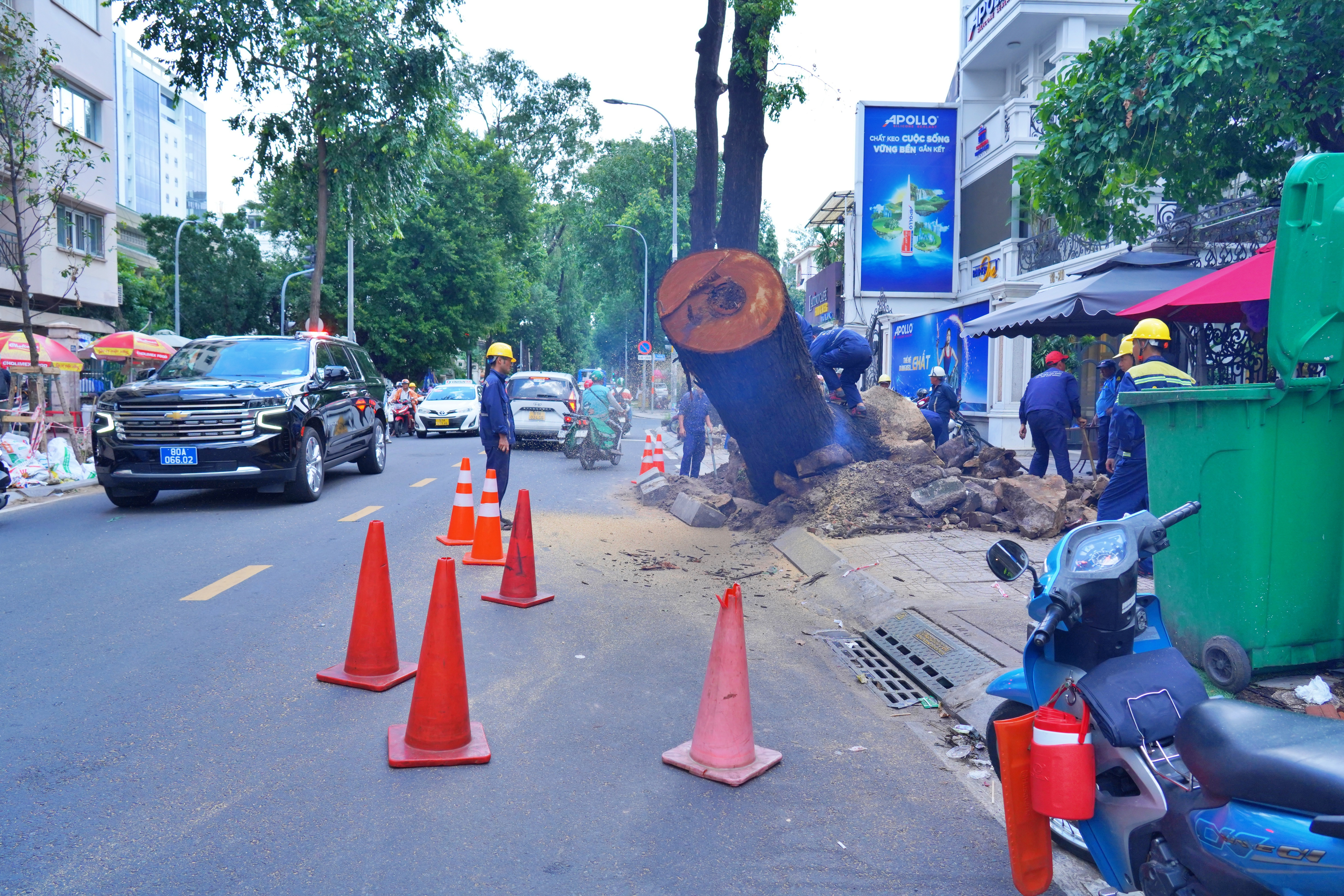 Đốn hạ, cắt tỉa loạt cây cổ thụ có dấu hiệu mục ruỗng ở trung tâm TP.HCM - 9