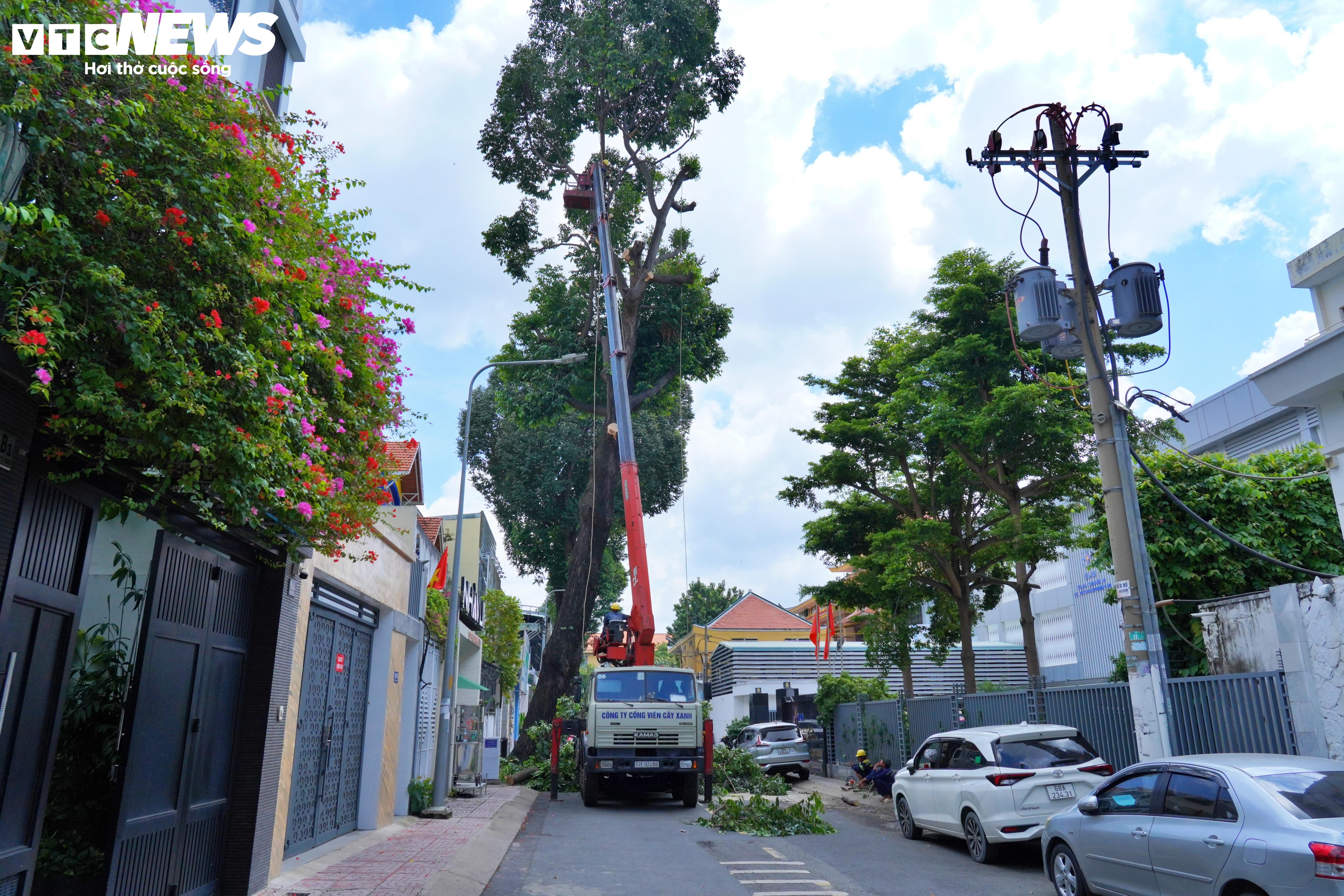 Đốn hạ, cắt tỉa loạt cây cổ thụ có dấu hiệu mục ruỗng ở trung tâm TP.HCM - 16