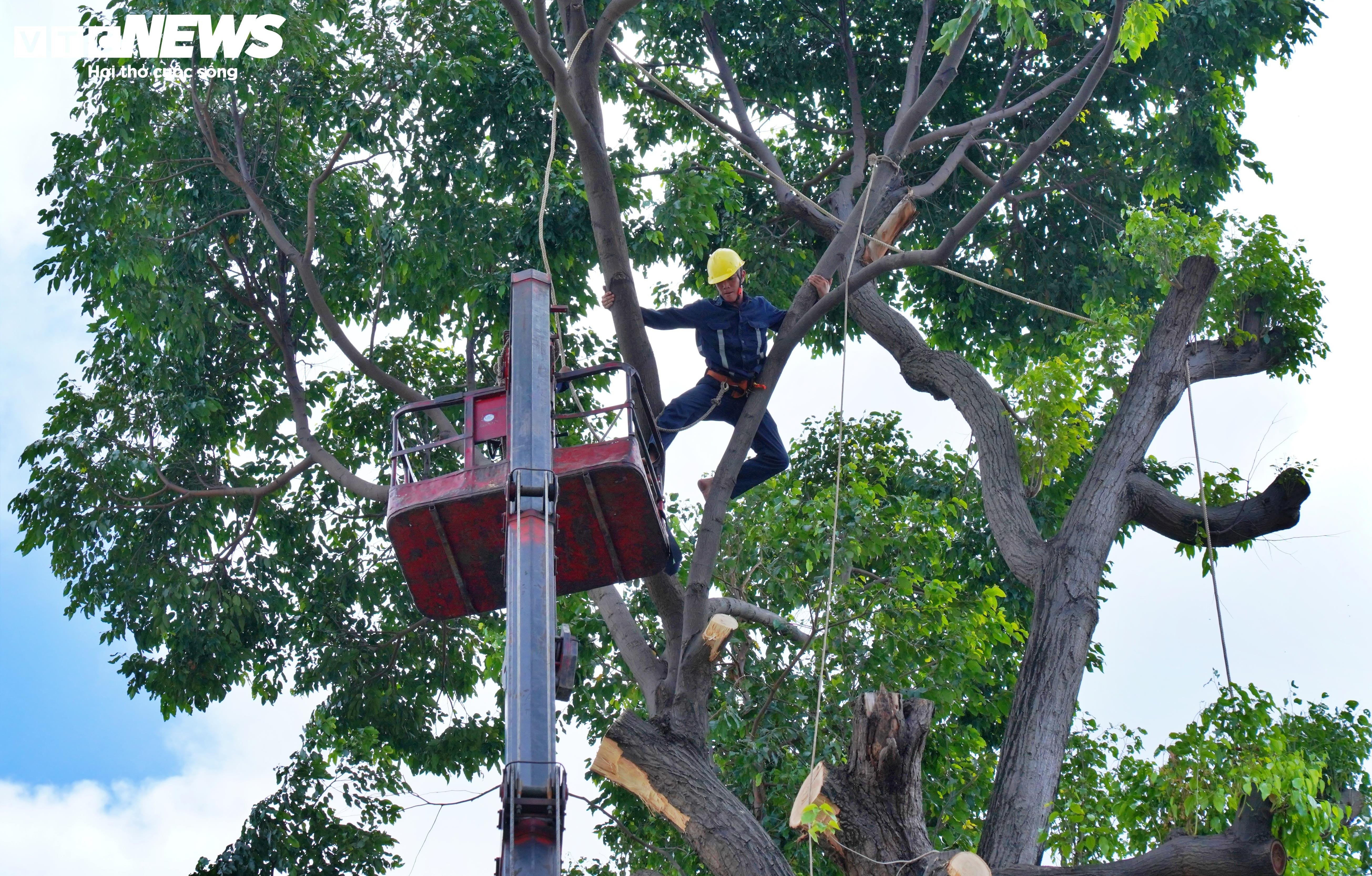 Đốn hạ, cắt tỉa loạt cây cổ thụ có dấu hiệu mục ruỗng ở trung tâm TP.HCM - 11