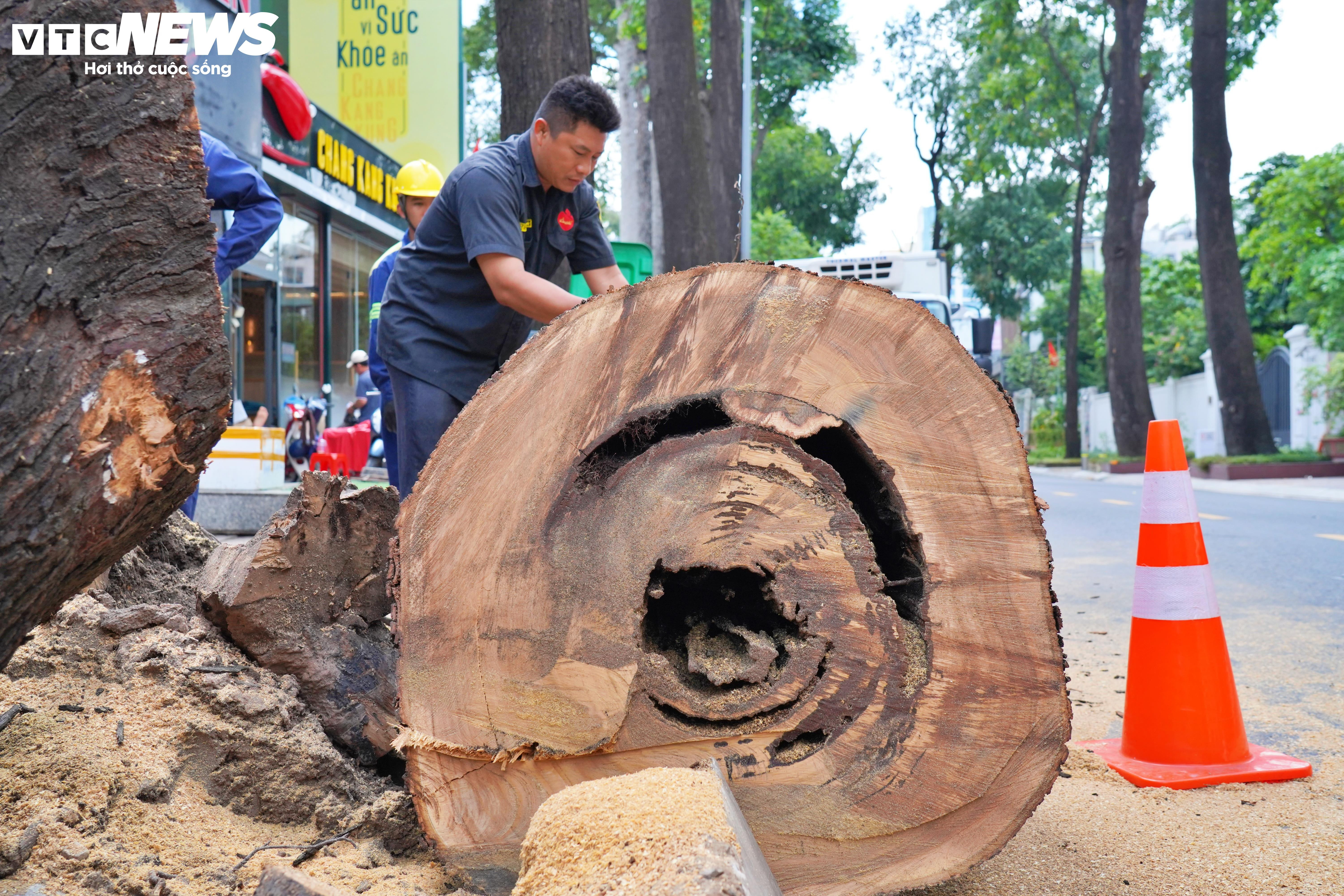 Đốn hạ, cắt tỉa loạt cây cổ thụ có dấu hiệu mục ruỗng ở trung tâm TP.HCM - 8