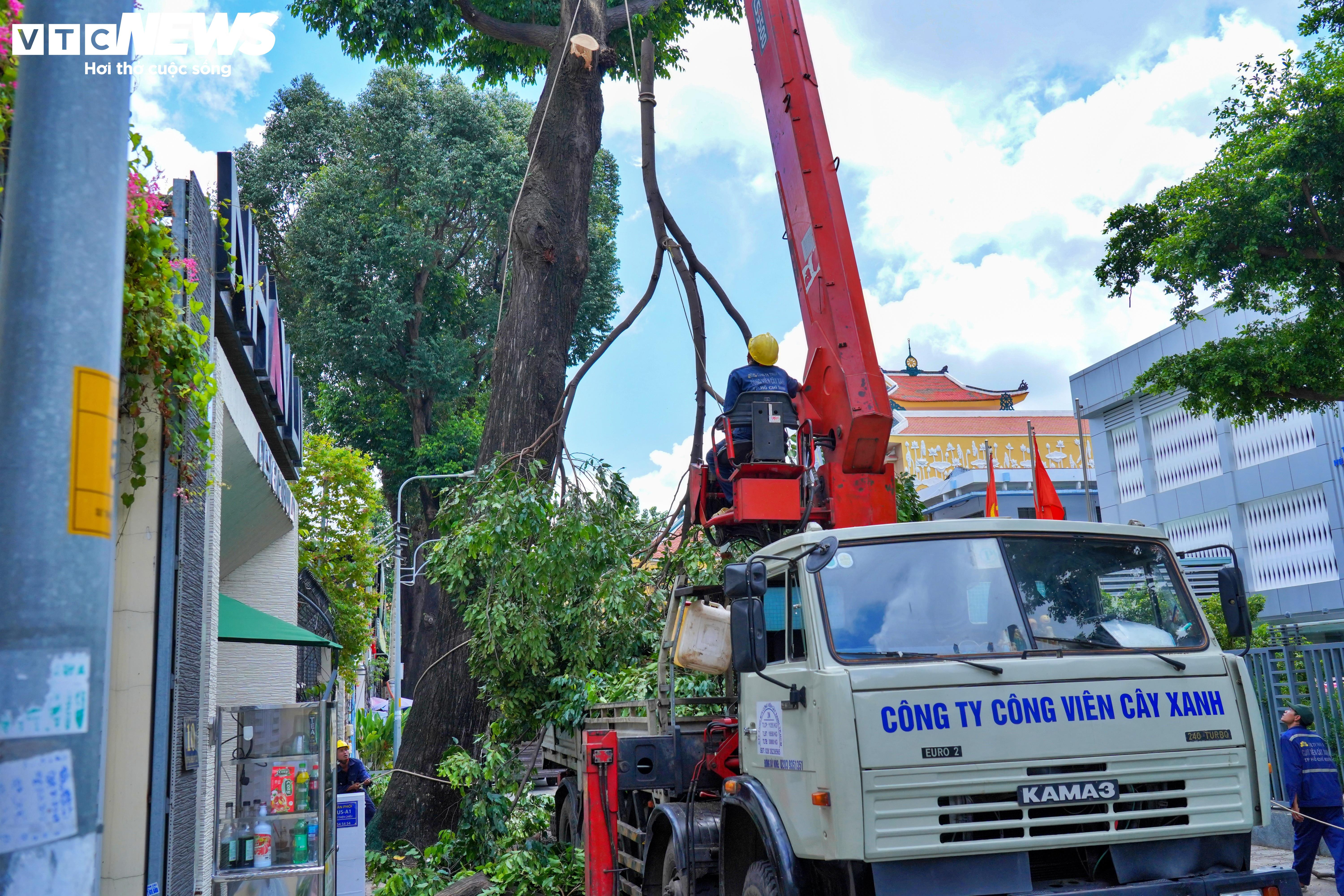 Đốn hạ, cắt tỉa loạt cây cổ thụ có dấu hiệu mục ruỗng ở trung tâm TP.HCM - 12