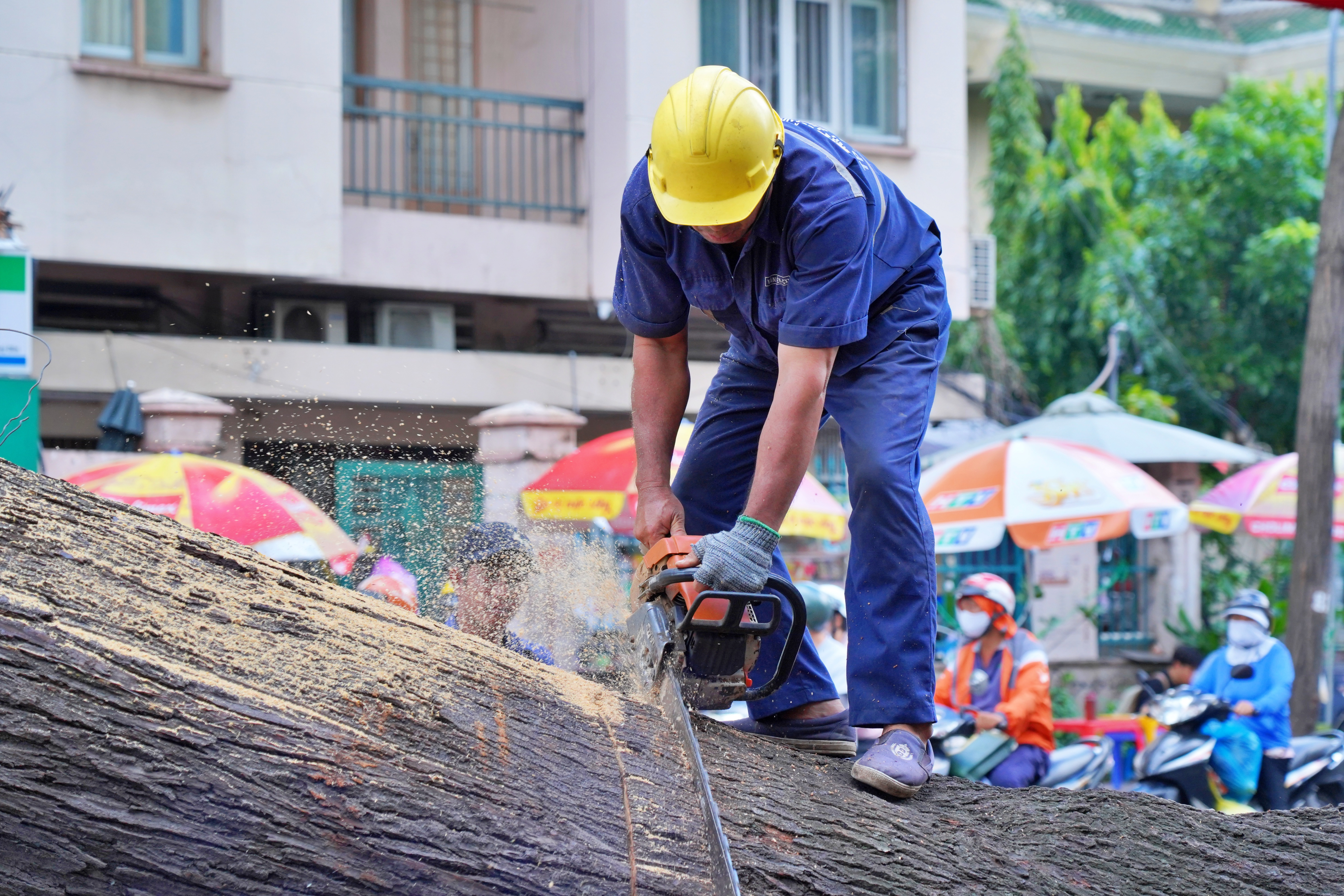 Đốn hạ, cắt tỉa loạt cây cổ thụ có dấu hiệu mục ruỗng ở trung tâm TP.HCM - 7