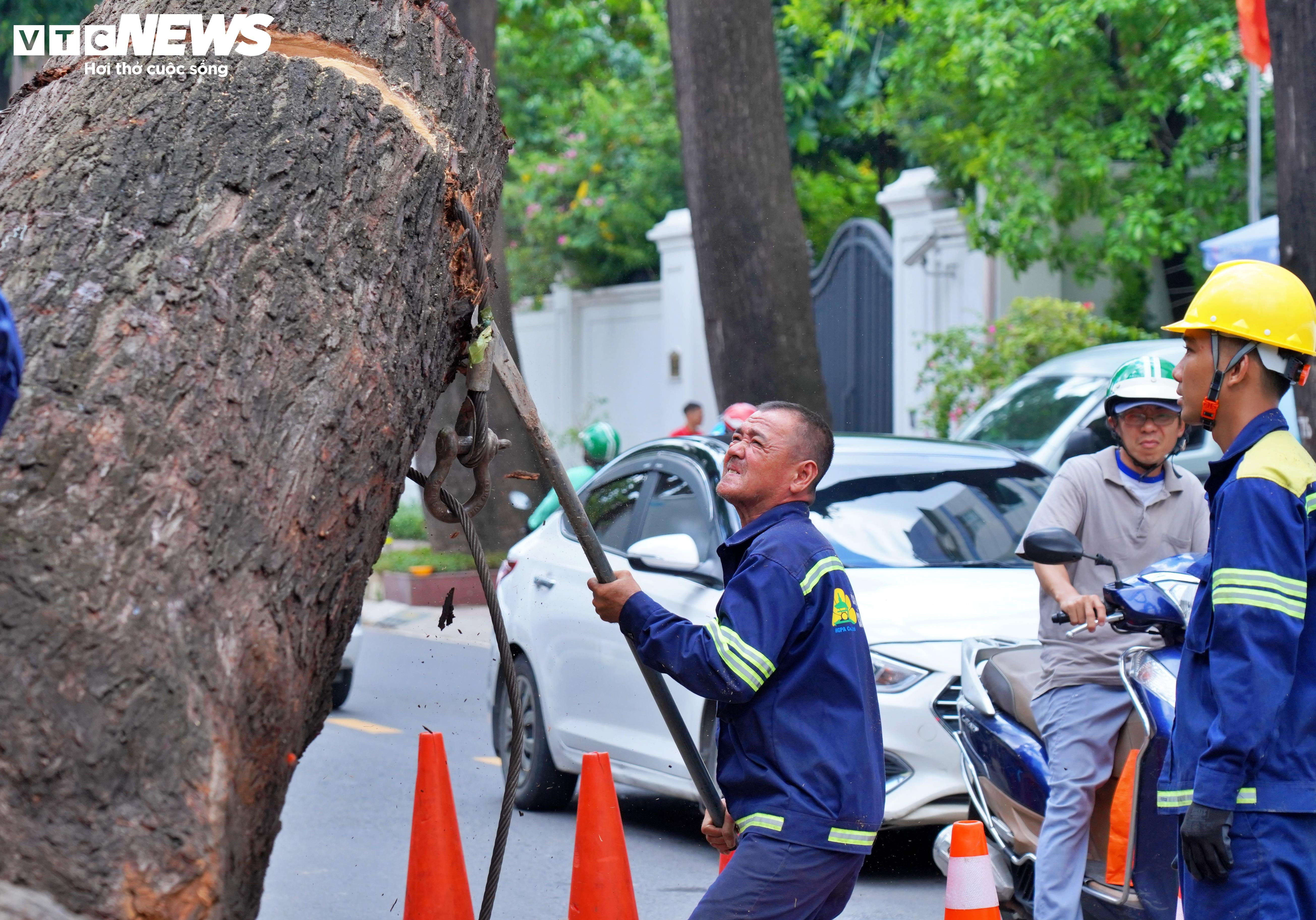 Đốn hạ, cắt tỉa loạt cây cổ thụ có dấu hiệu mục ruỗng ở trung tâm TP.HCM - 5