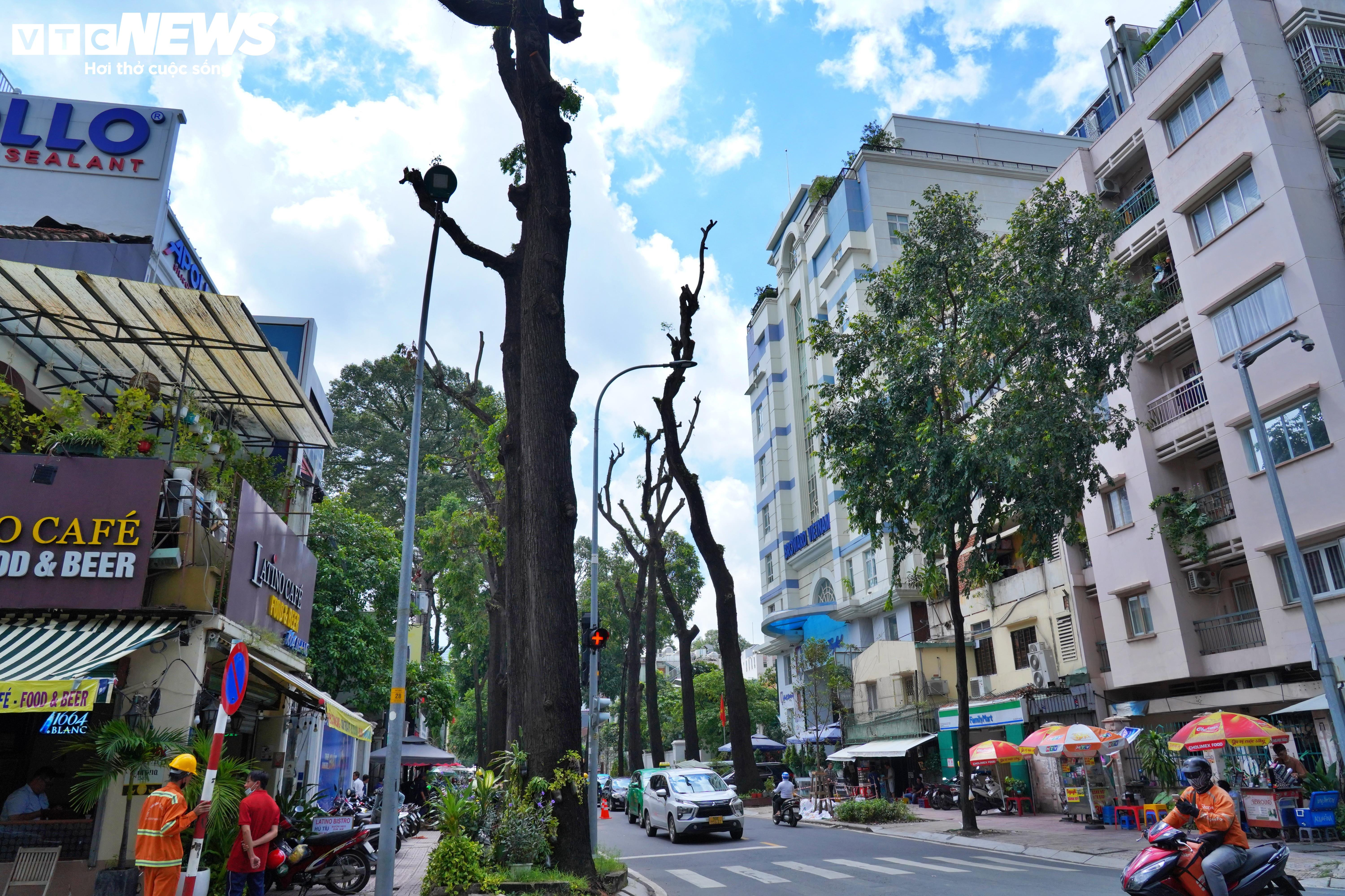 Đốn hạ, cắt tỉa loạt cây cổ thụ có dấu hiệu mục ruỗng ở trung tâm TP.HCM - 1