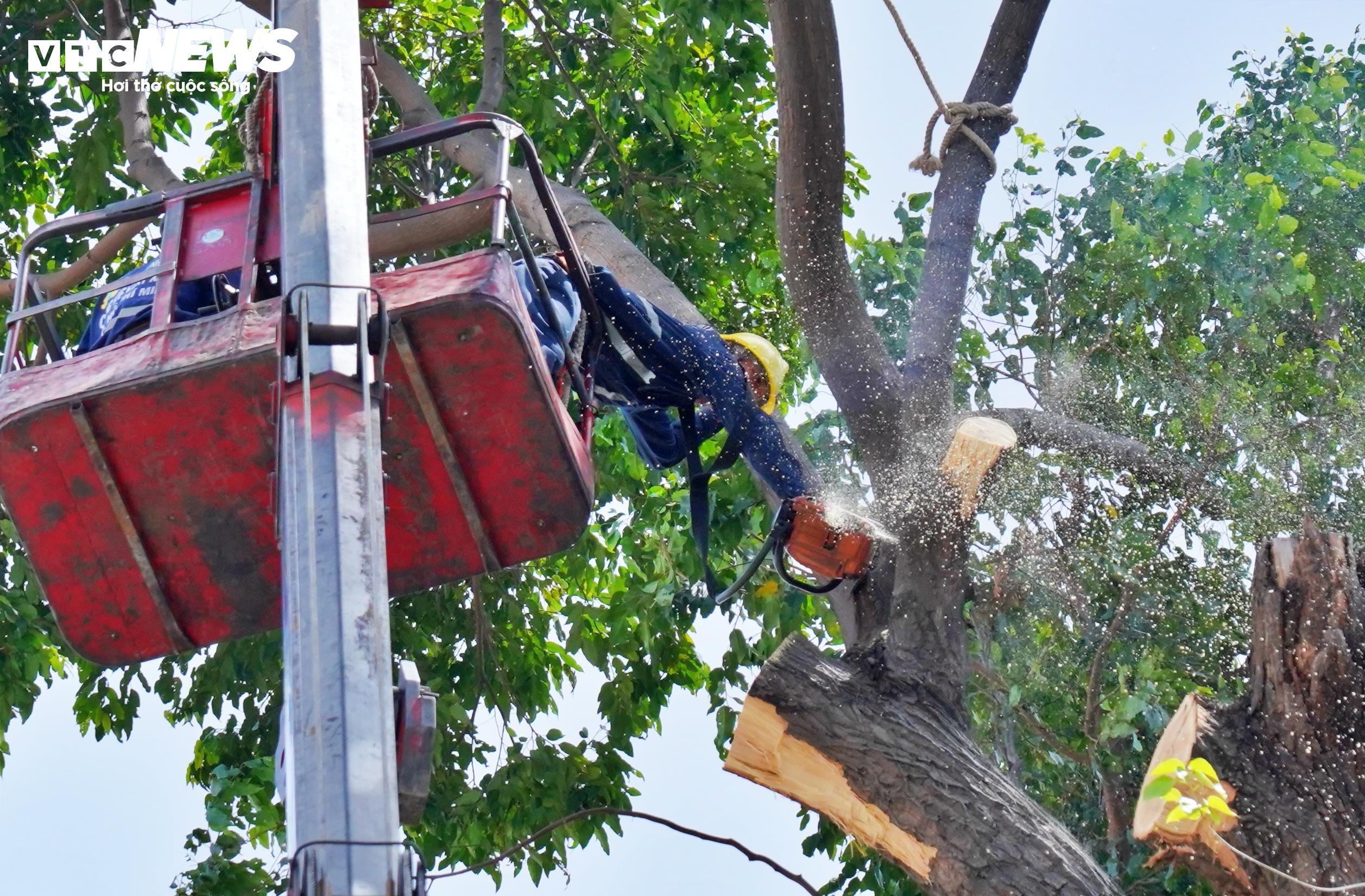 Đốn hạ, cắt tỉa loạt cây cổ thụ có dấu hiệu mục ruỗng ở trung tâm TP.HCM - 13