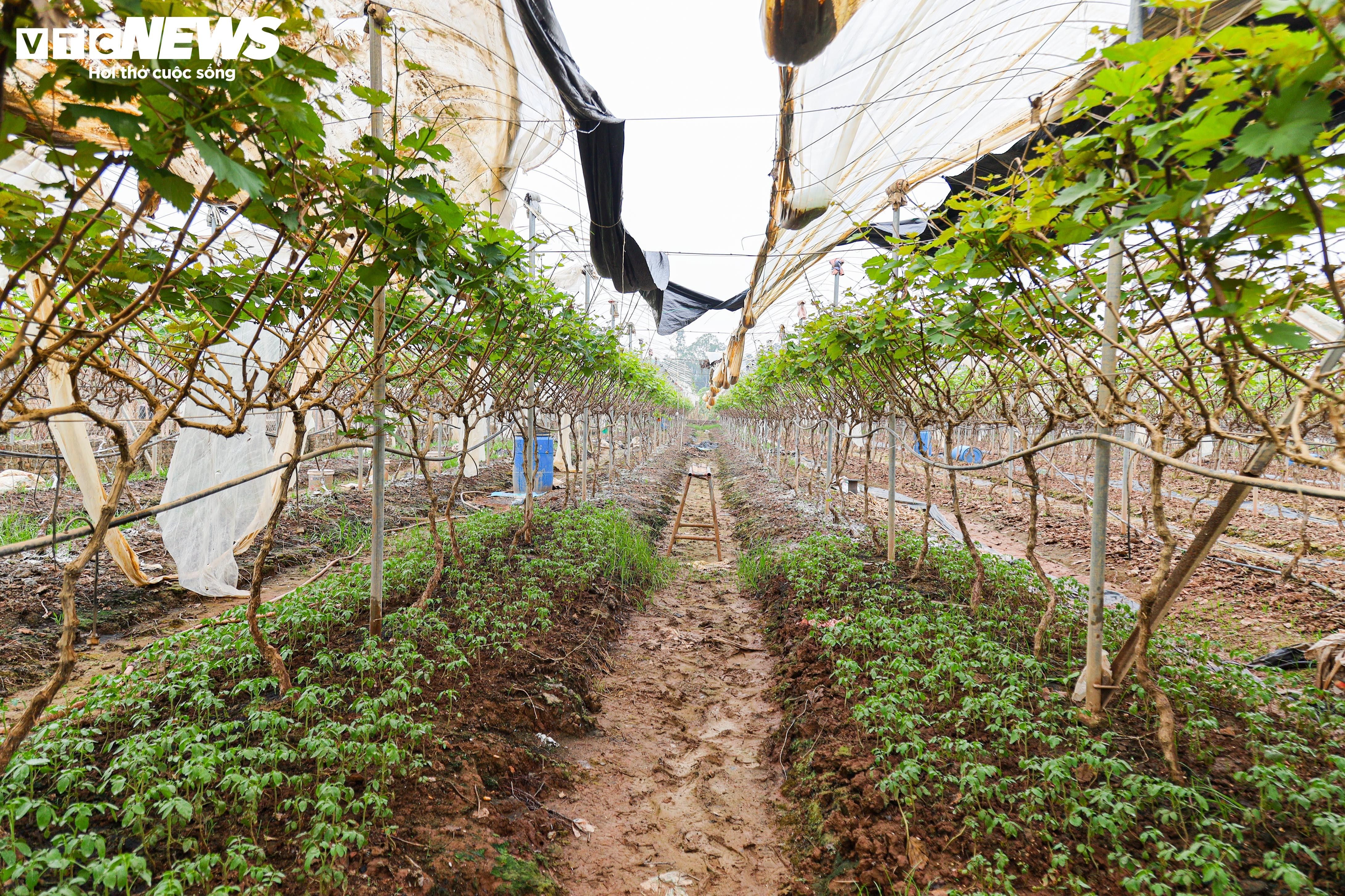 Lão nông dốc tiền gieo mầm xanh cho vườn nho Hạ Đen bị bão lũ quật nát - 2