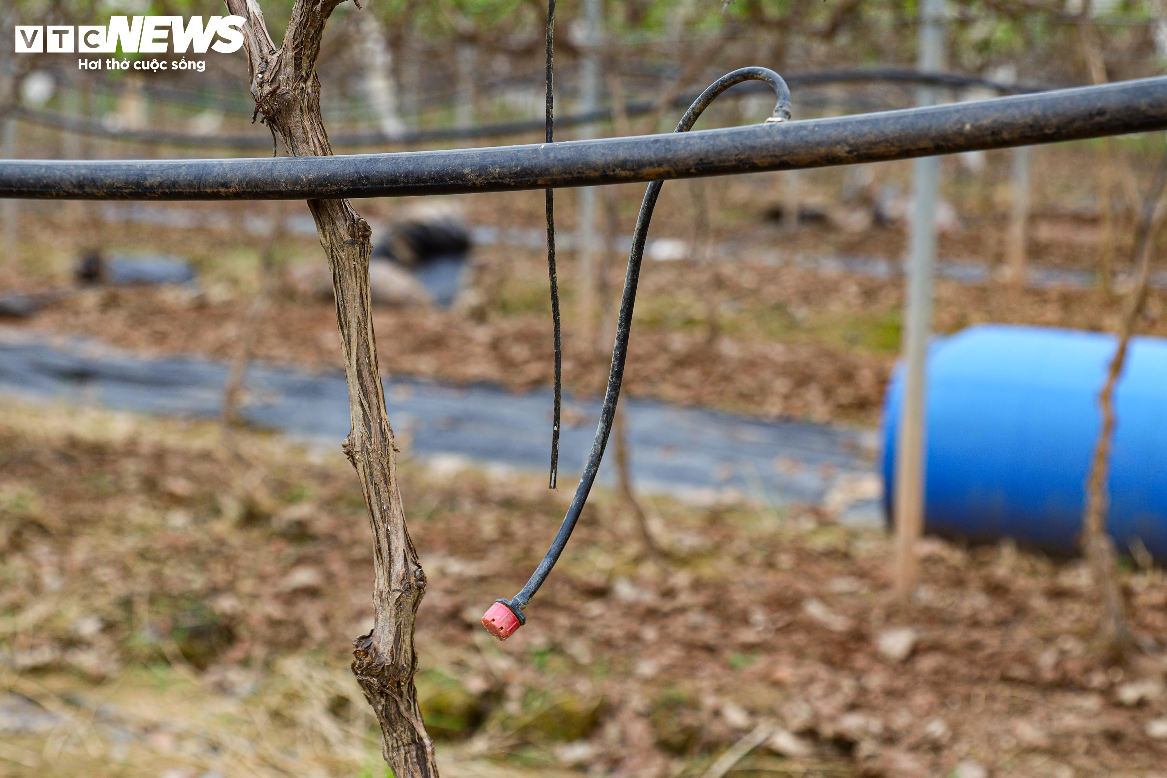 Lão nông dốc tiền gieo mầm xanh cho vườn nho Hạ Đen bị bão lũ quật nát - 15