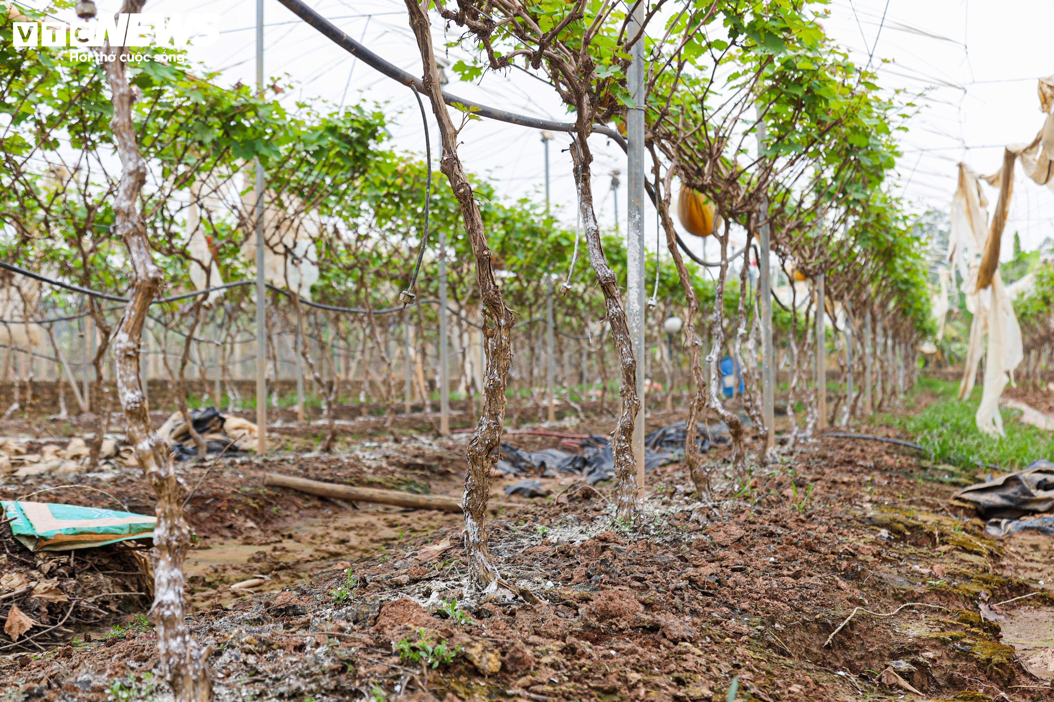 Lão nông dốc tiền gieo mầm xanh cho vườn nho Hạ Đen bị bão lũ quật nát - 11