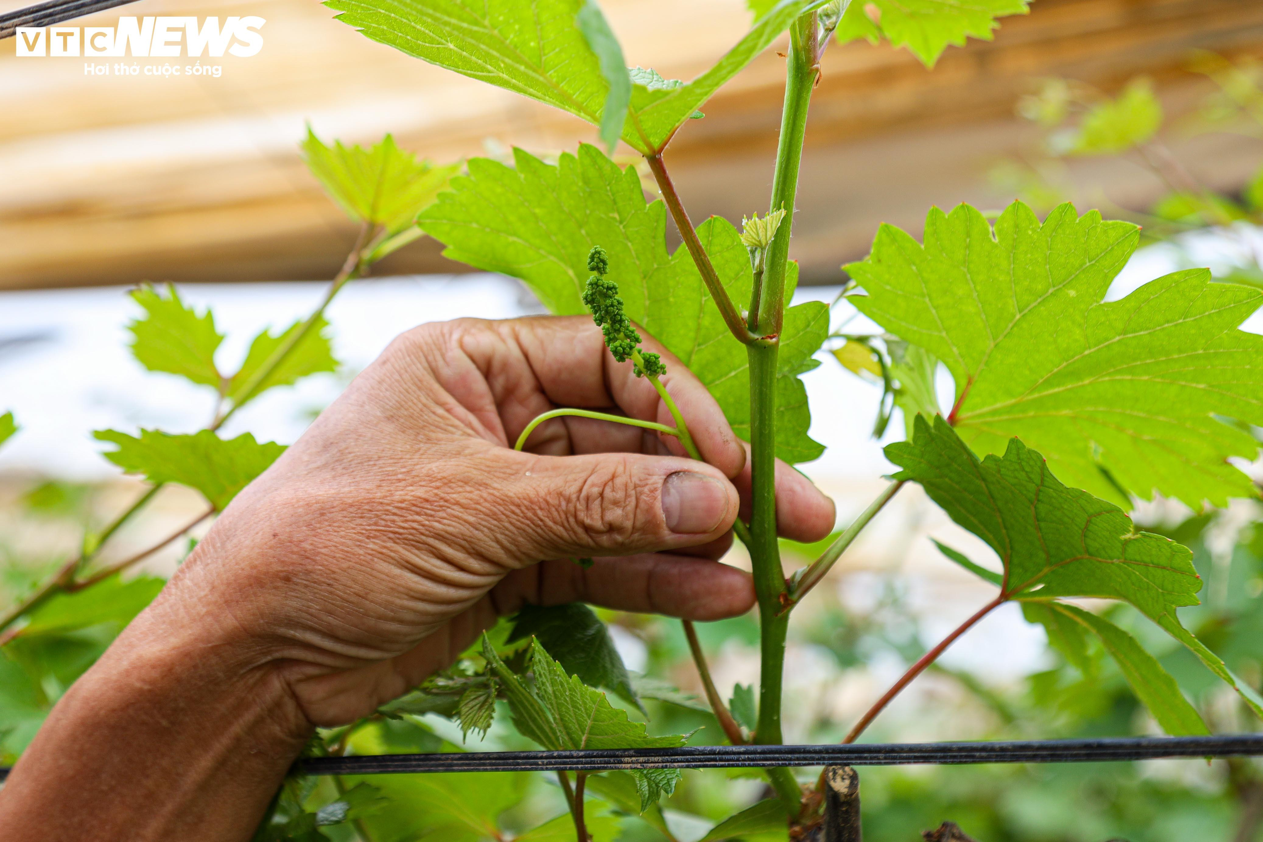 Lão nông dốc tiền gieo mầm xanh cho vườn nho Hạ Đen bị bão lũ quật nát - 8
