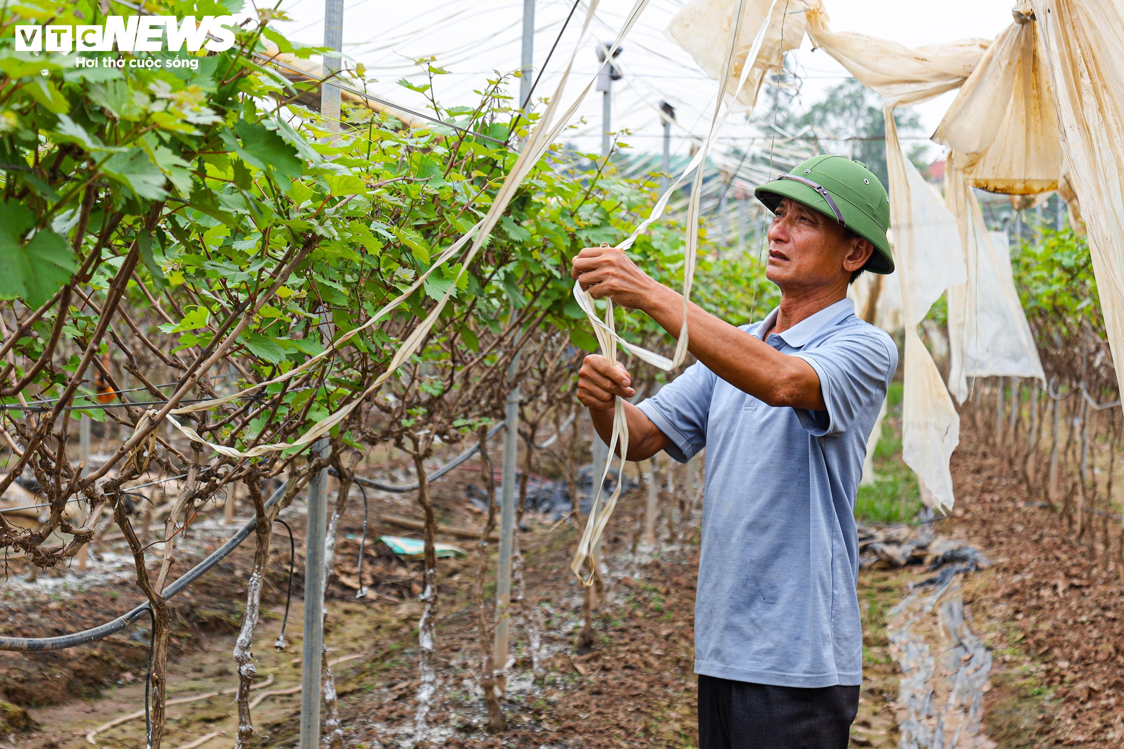 Lão nông dốc tiền gieo mầm xanh cho vườn nho Hạ Đen bị bão lũ quật nát - 5