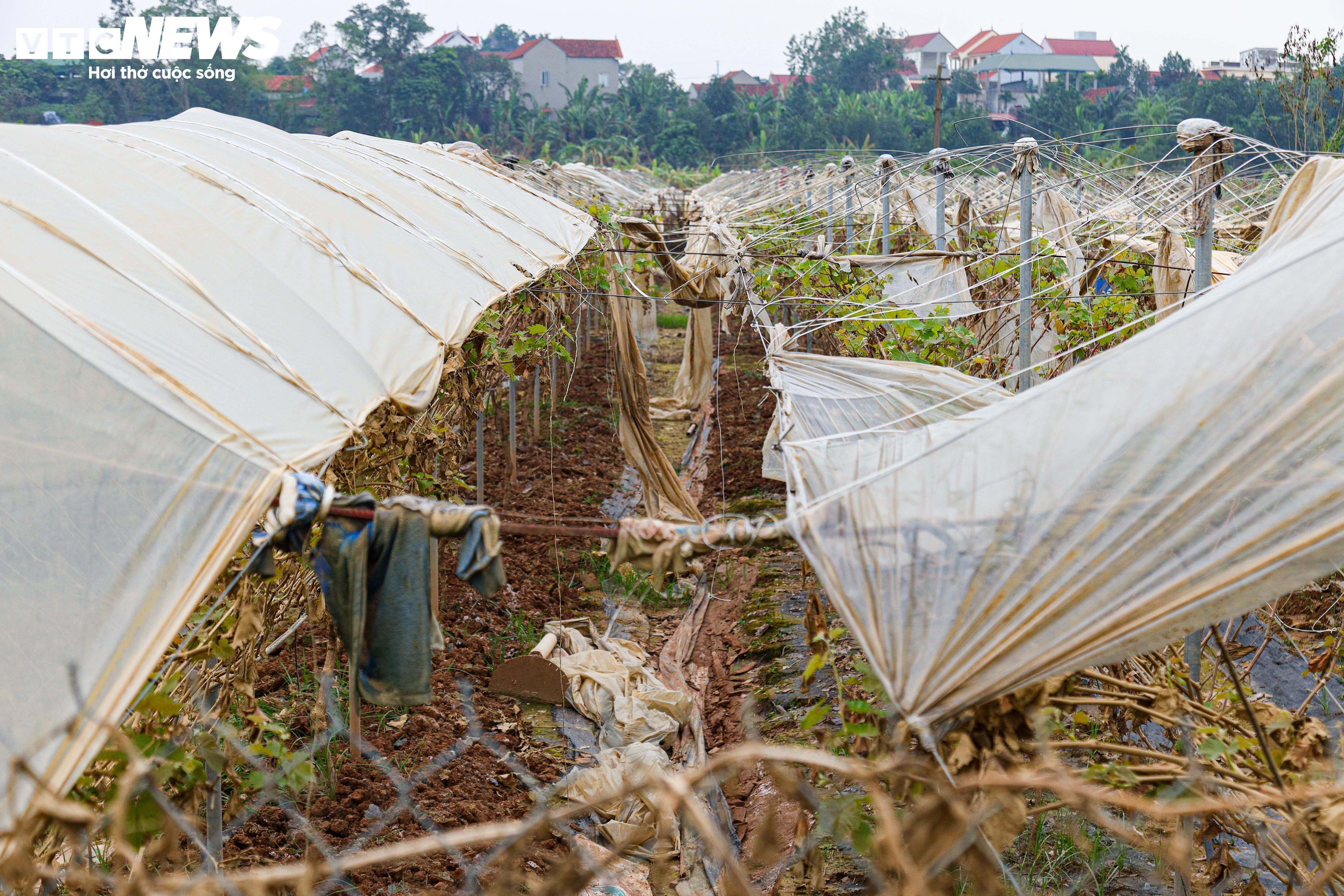 Lão nông dốc tiền gieo mầm xanh cho vườn nho Hạ Đen bị bão lũ quật nát - 10