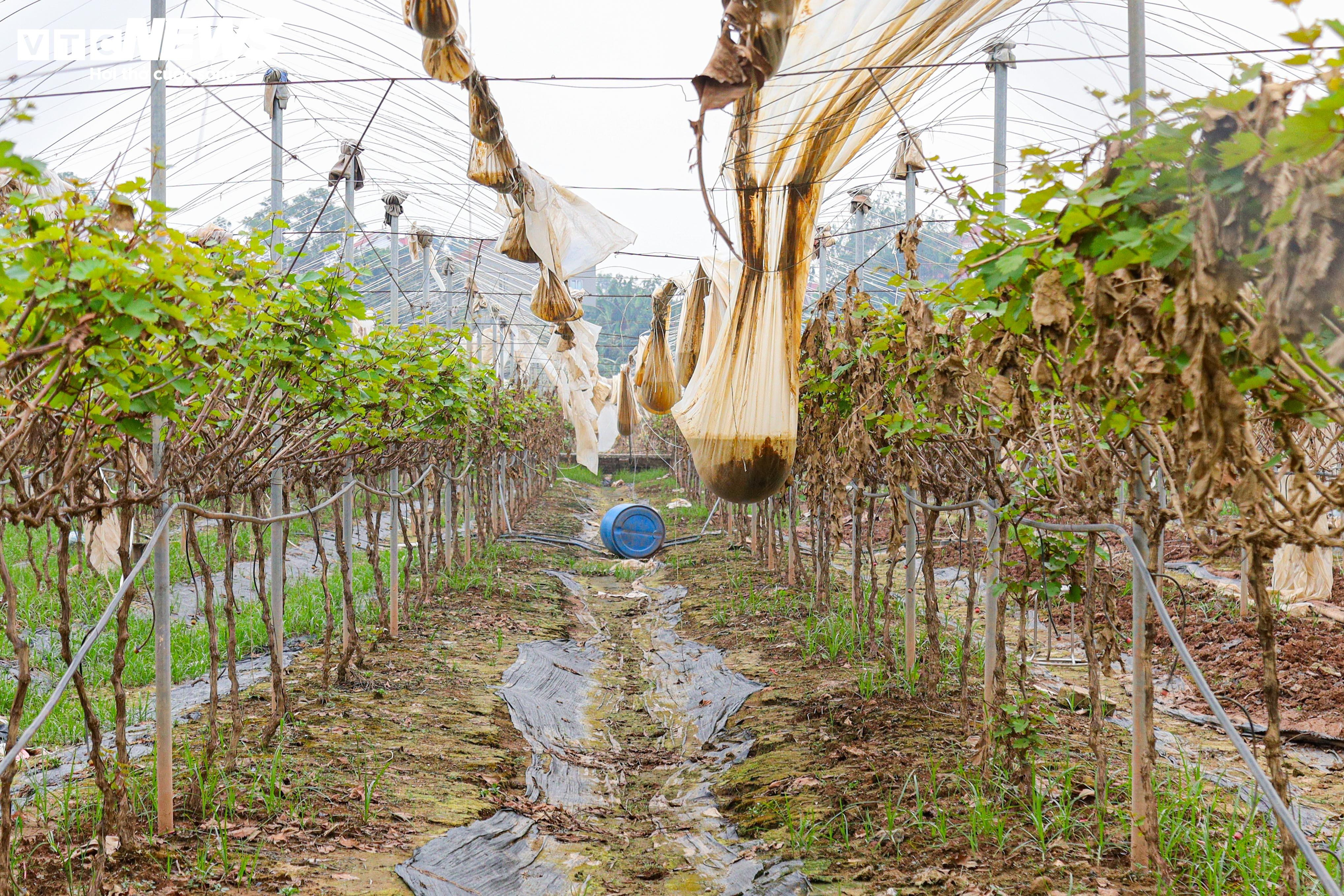 Lão nông dốc tiền gieo mầm xanh cho vườn nho Hạ Đen bị bão lũ quật nát - 12