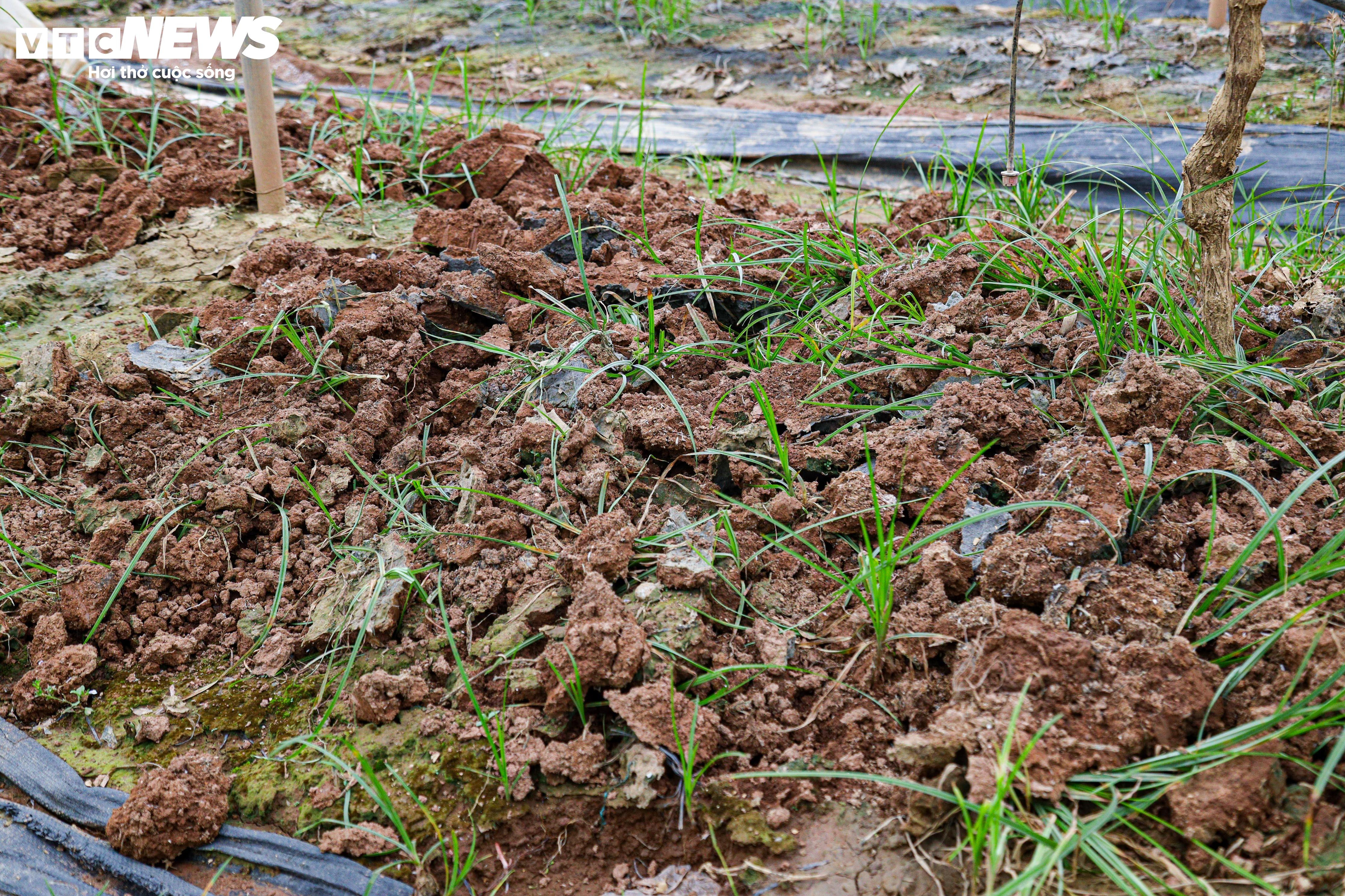 Lão nông dốc tiền gieo mầm xanh cho vườn nho Hạ Đen bị bão lũ quật nát - 7