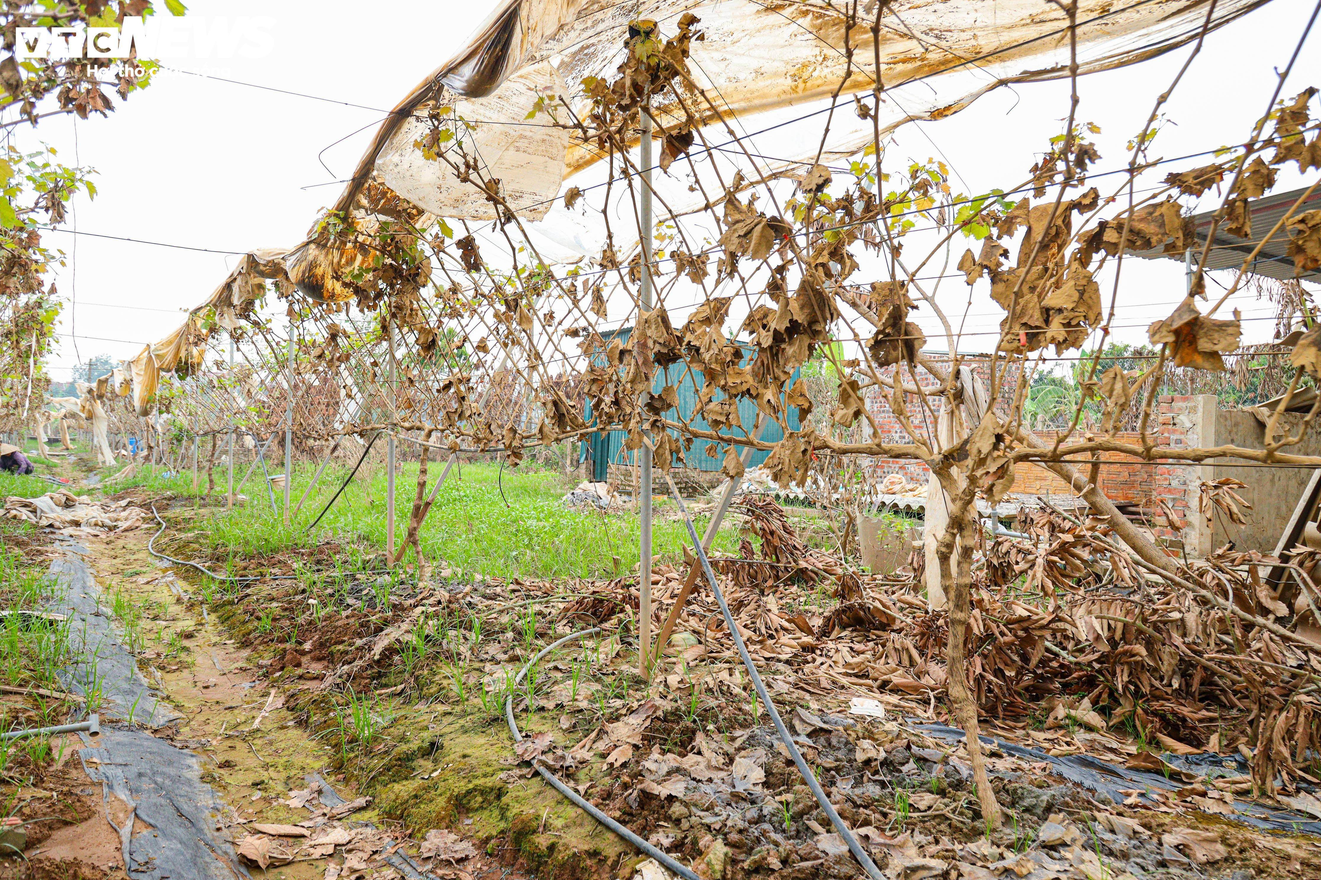 Lão nông dốc tiền gieo mầm xanh cho vườn nho Hạ Đen bị bão lũ quật nát - 3