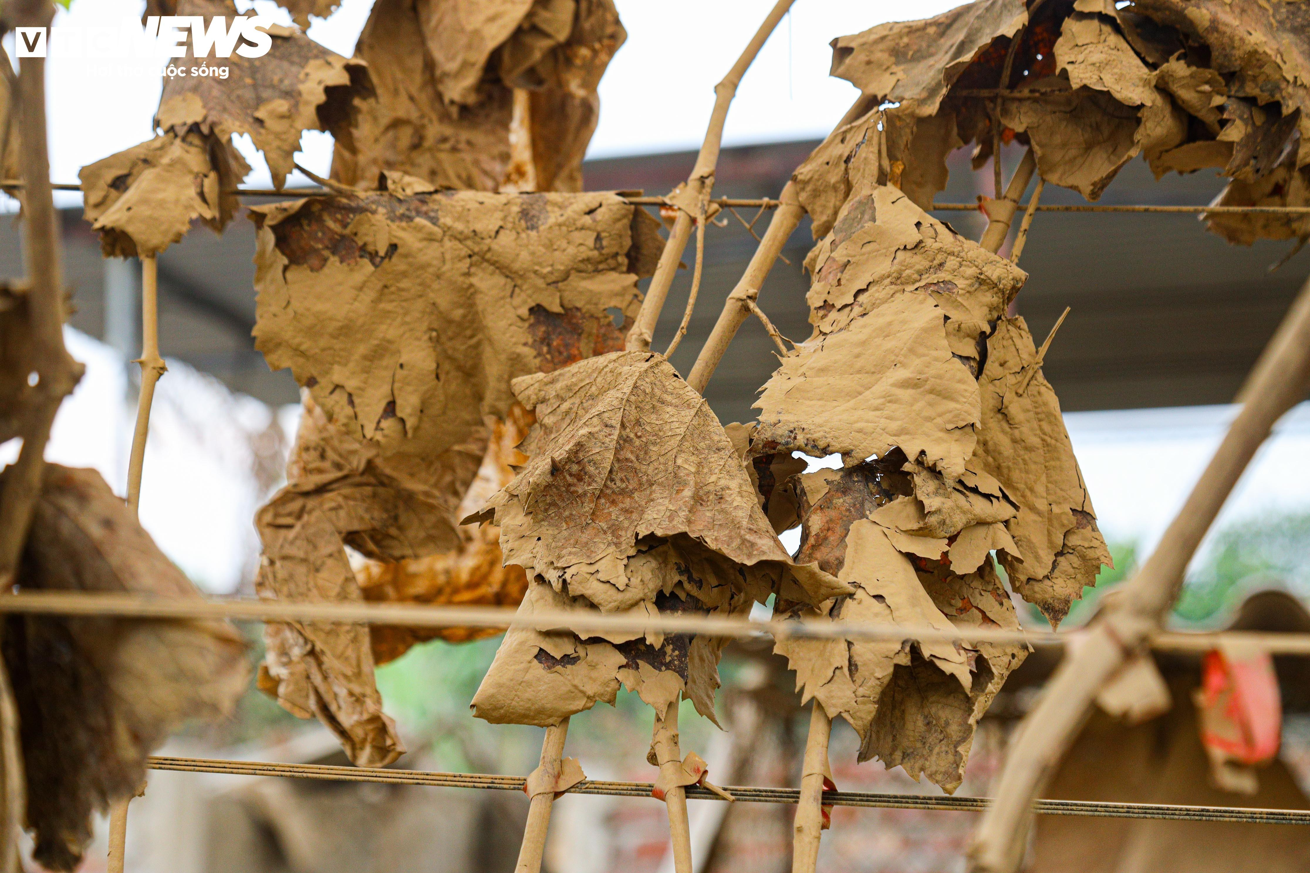 Lão nông dốc tiền gieo mầm xanh cho vườn nho Hạ Đen bị bão lũ quật nát - 4