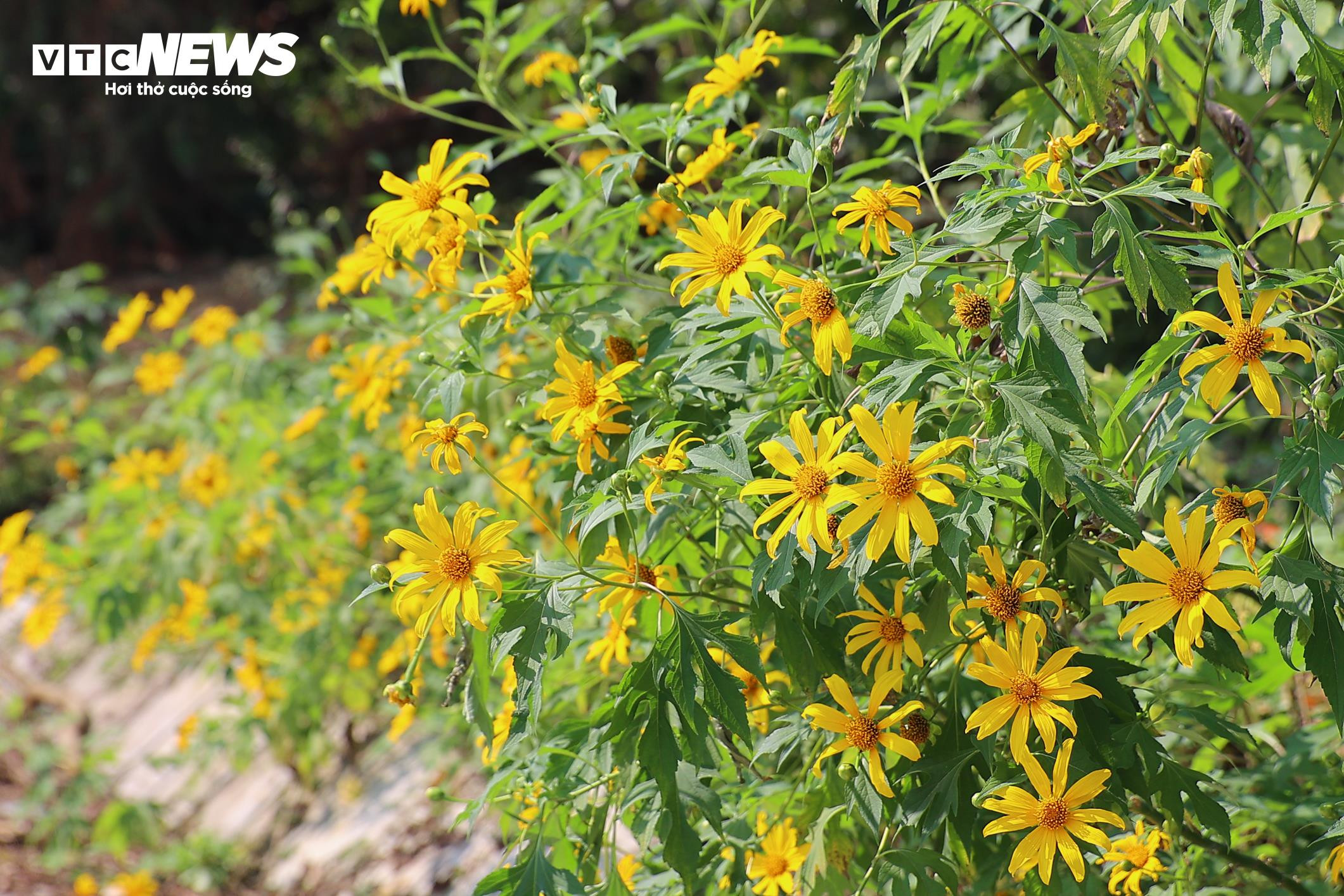 Giới trẻ mê mẩn check-in thiên đường hoa dã quỳ ở ngoại thành Hà Nội - 4