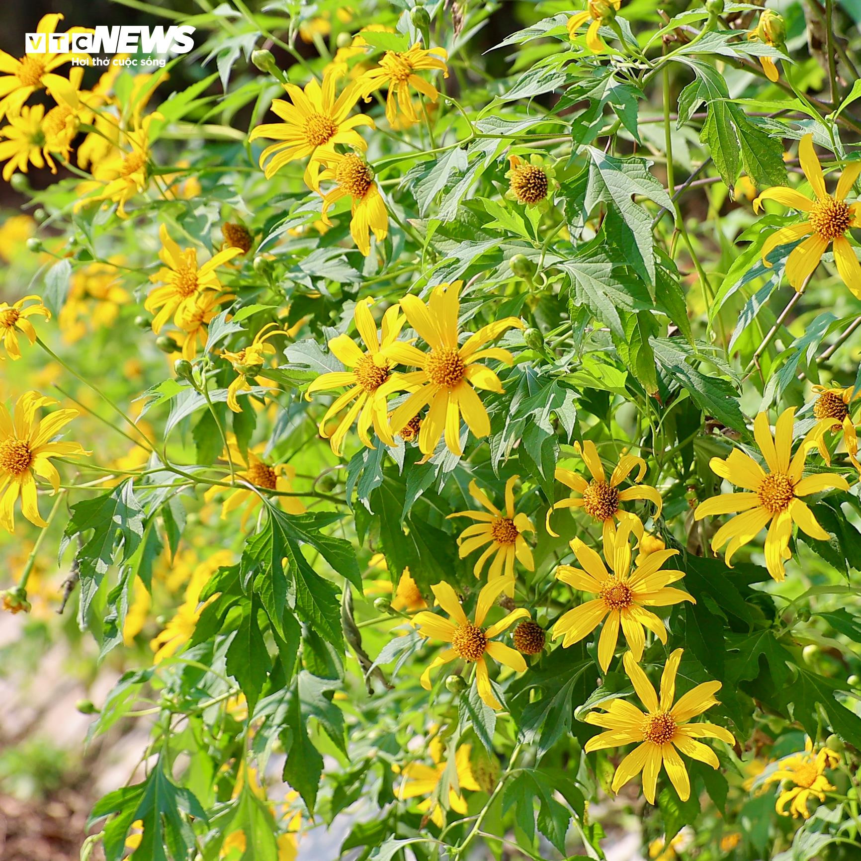 Giới trẻ mê mẩn check-in thiên đường hoa dã quỳ ở ngoại thành Hà Nội - 5