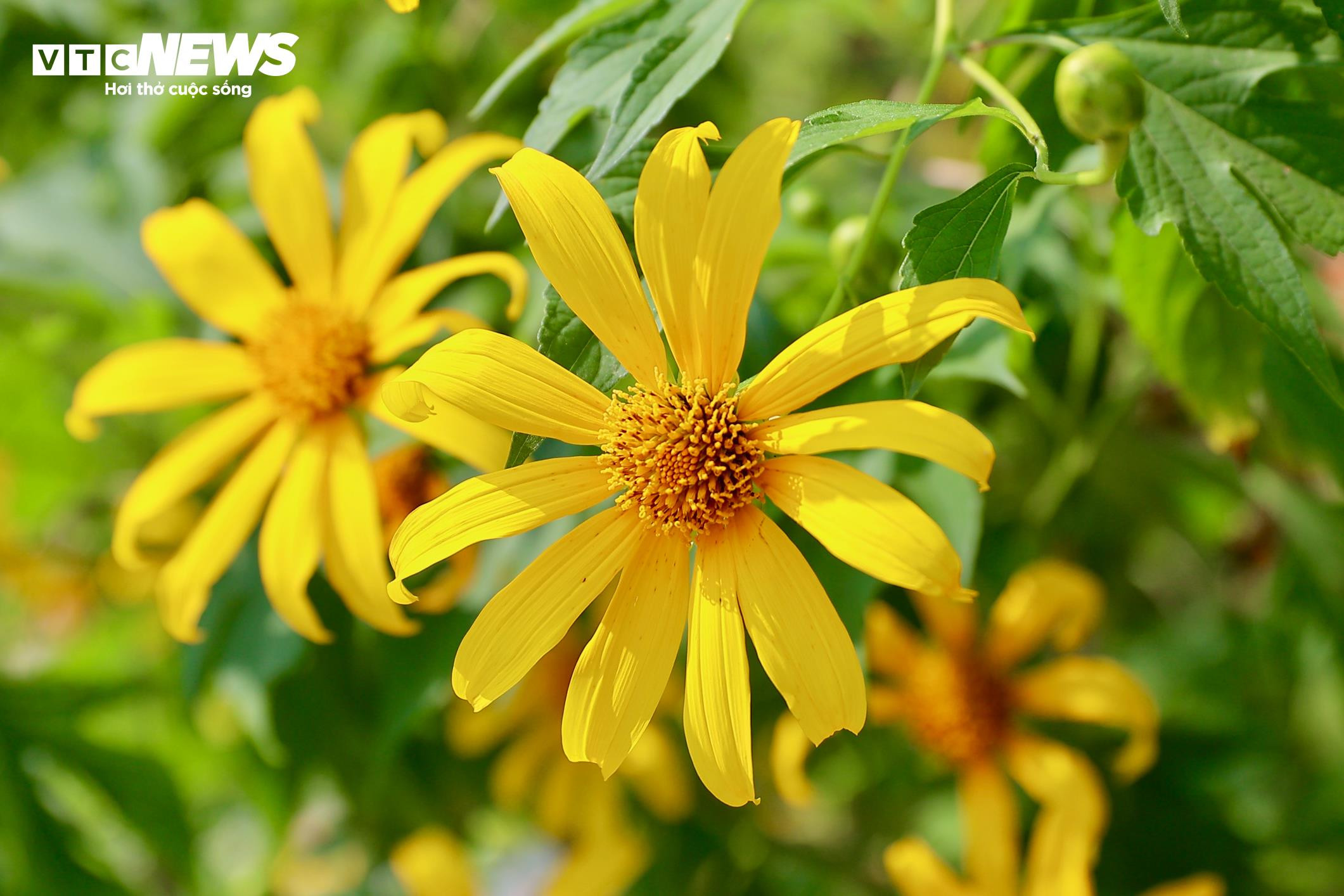 Giới trẻ mê mẩn check-in thiên đường hoa dã quỳ ở ngoại thành Hà Nội - 7